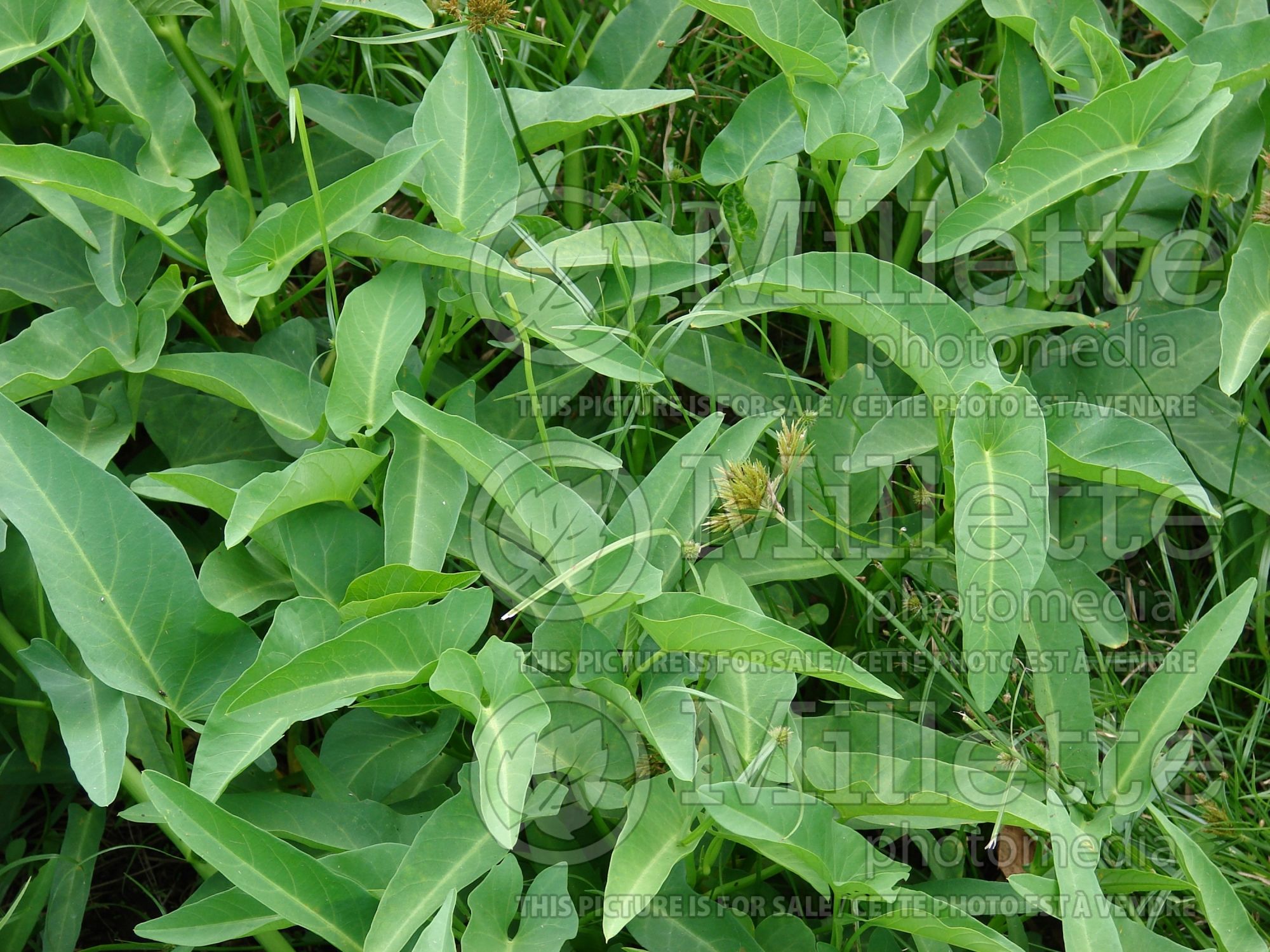 Ipomoea aquatica (water spinach asiatic vegetable) 2