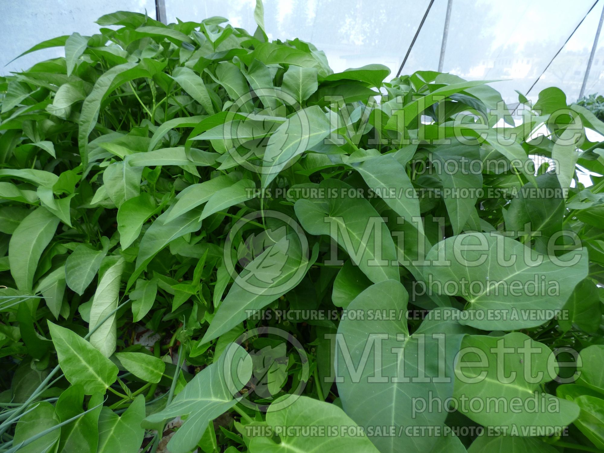 Ipomoea aquatica (water spinach asiatic vegetable) 3