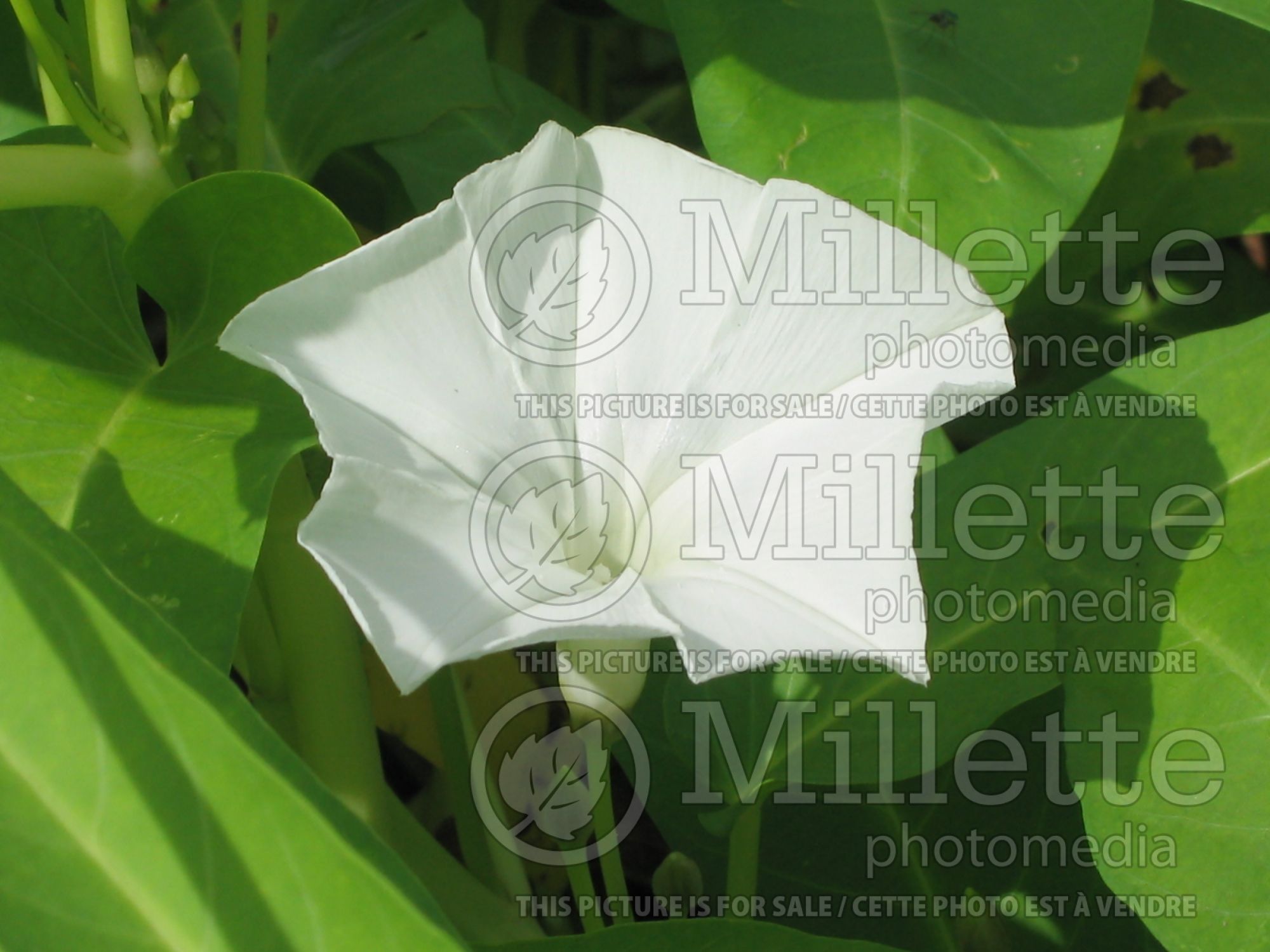 Ipomoea aquatica (water spinach asiatic vegetable) 4