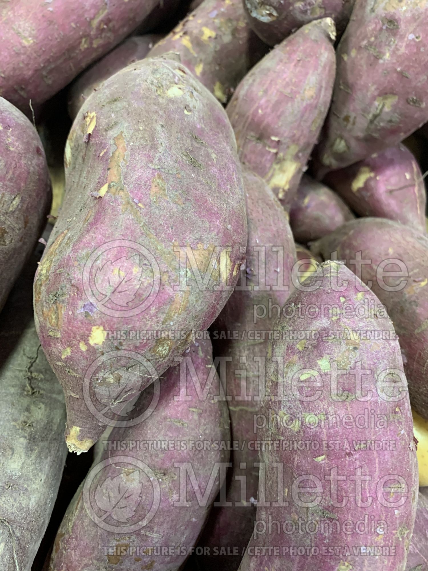 Ipomoea Murasaki (Sweet Potato Vine yams vegetable – patate douce) 2