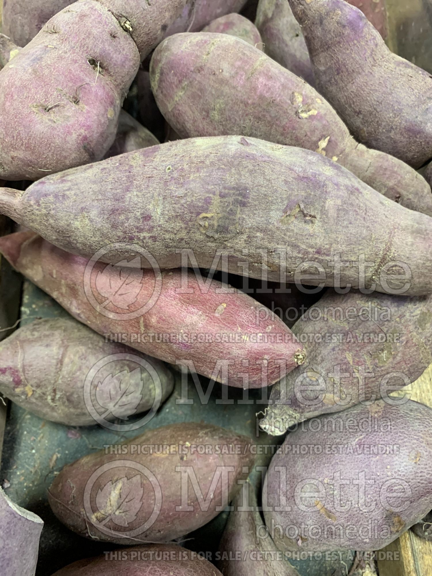 Ipomoea batatas (Sweet Potato Vine yams vegetable – patate douce) 8