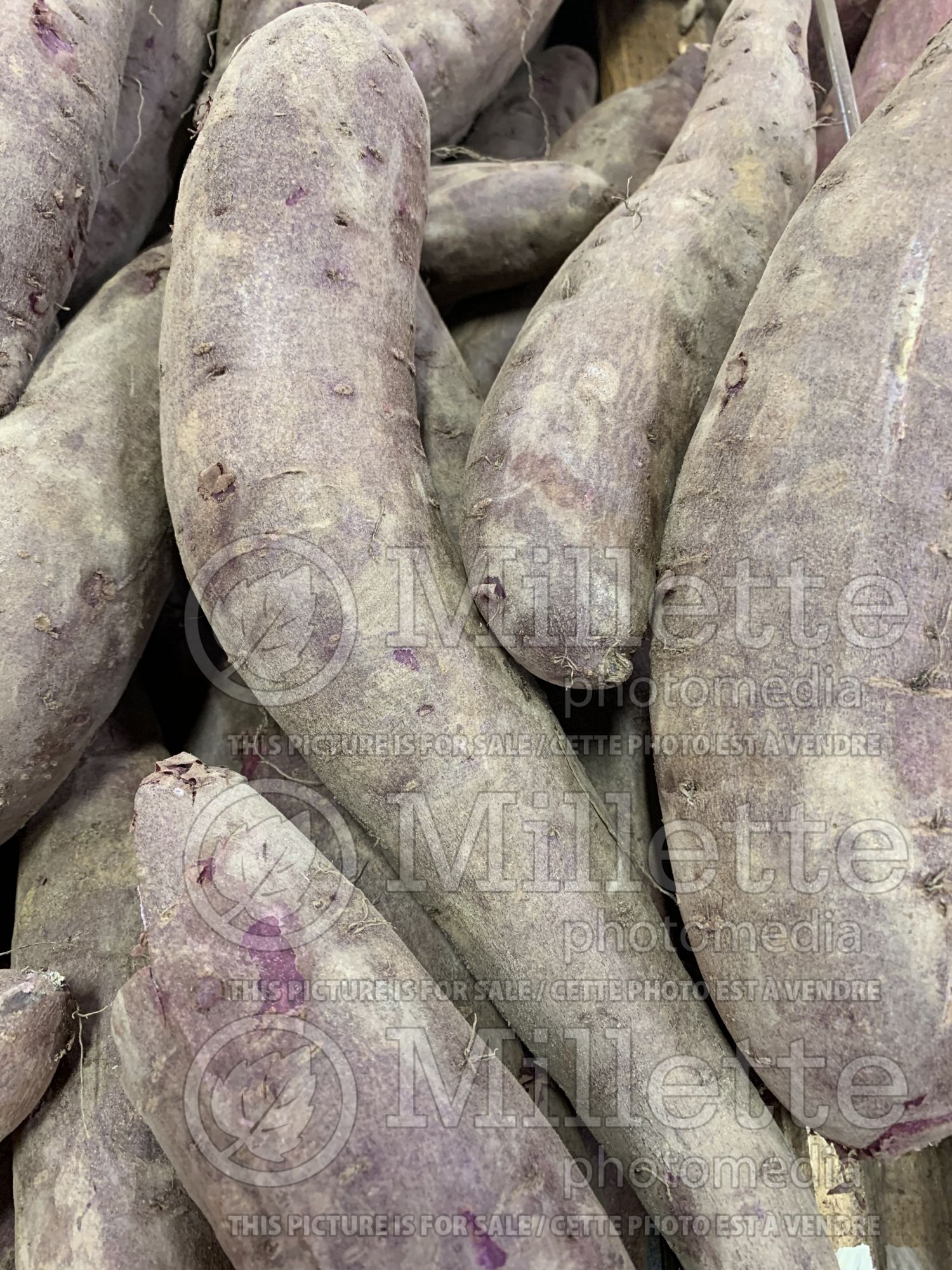 Ipomoea batatas - purple sweet potatoes - Yam (Yam - Sweet Potato Vine) 1