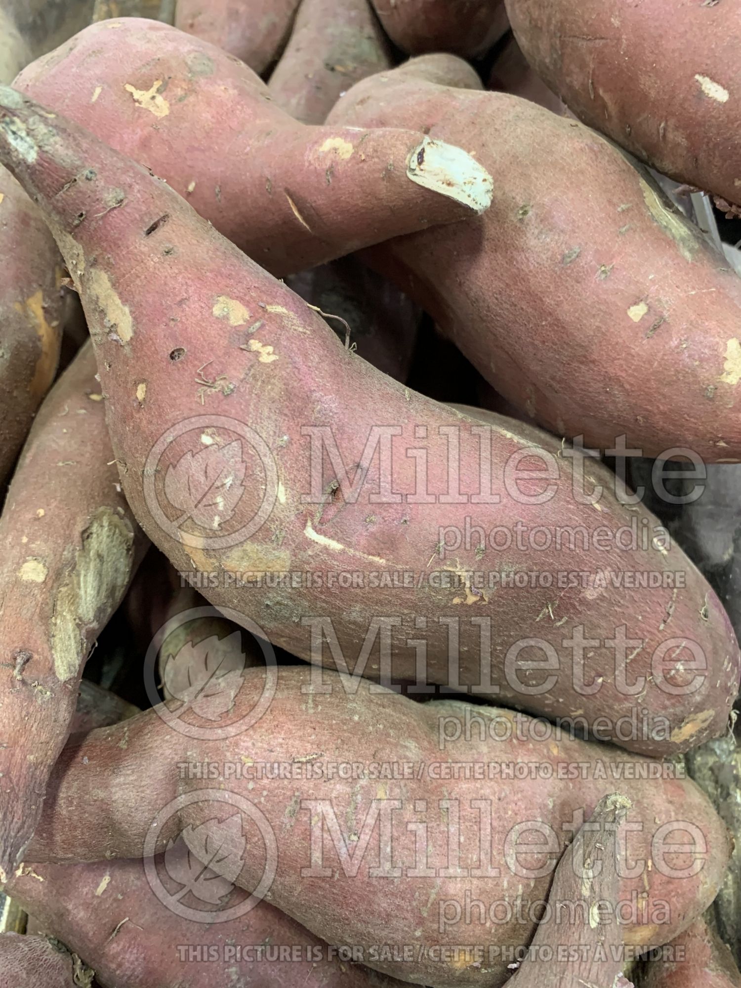 Ipomoea batatas - red sweet potatos - Yam (Yam - Sweet Potato Vine) 2