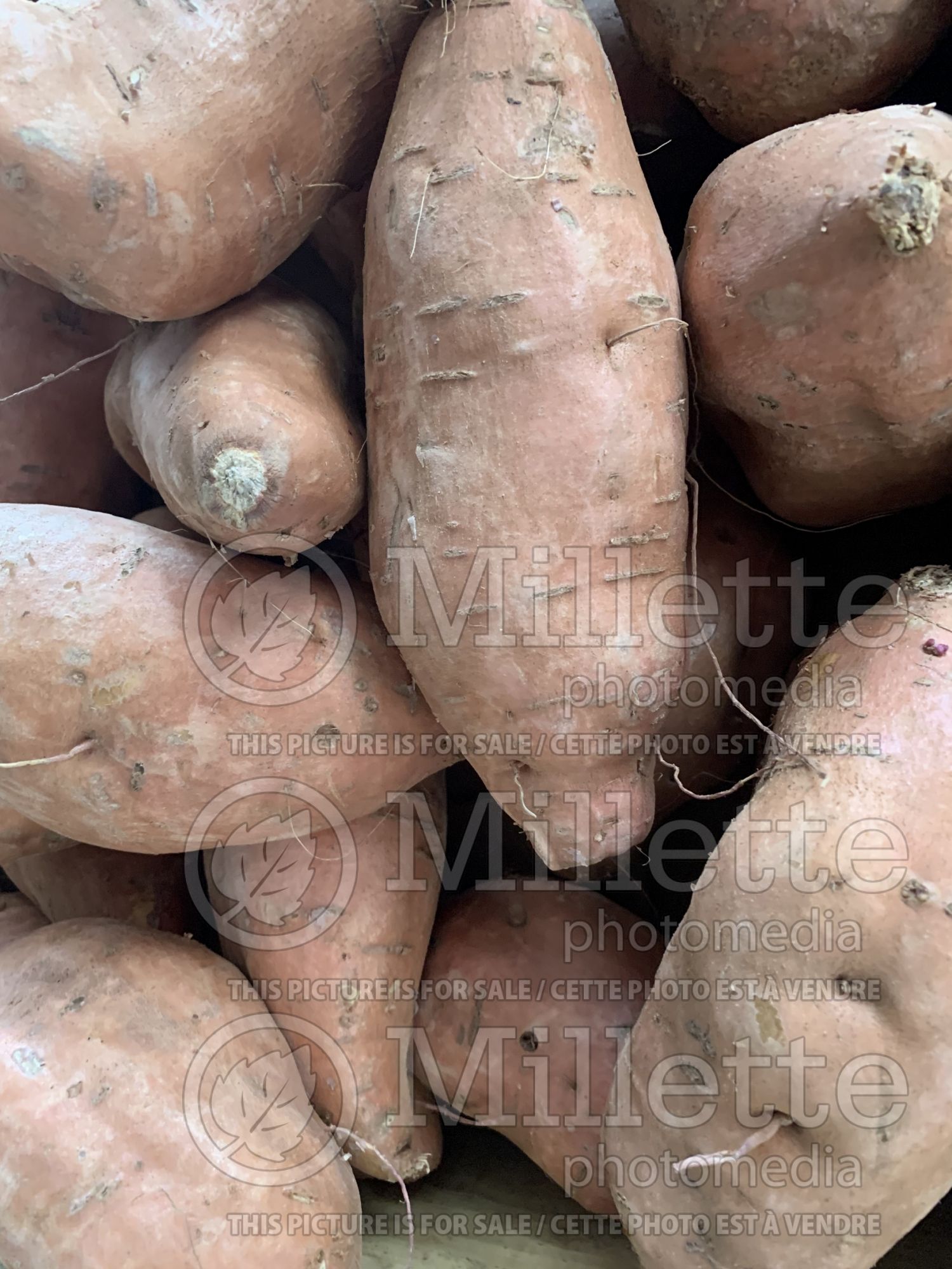 Ipomoea batatas - sweet potatos - Yam (Yam - Sweet Potato Vine) 2