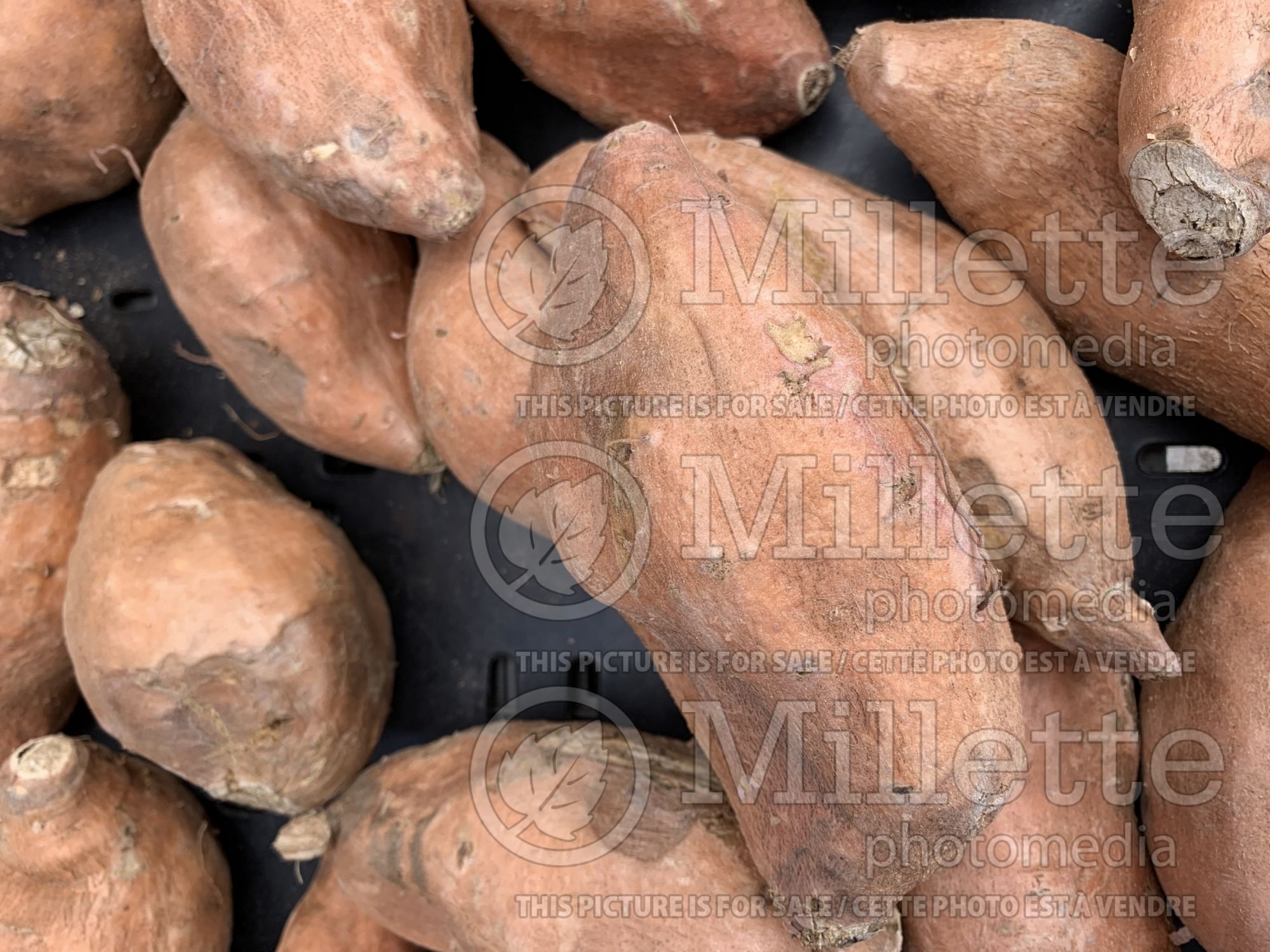Ipomoea batatas - sweet potatos - Yam (Yam - Sweet Potato Vine) 4