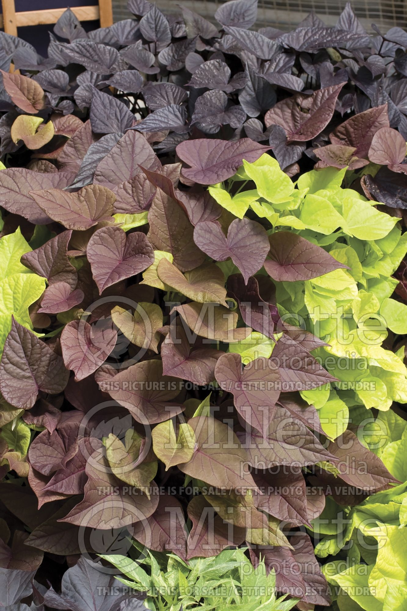 Ipomoea Mix (Morning Glory mix) 1