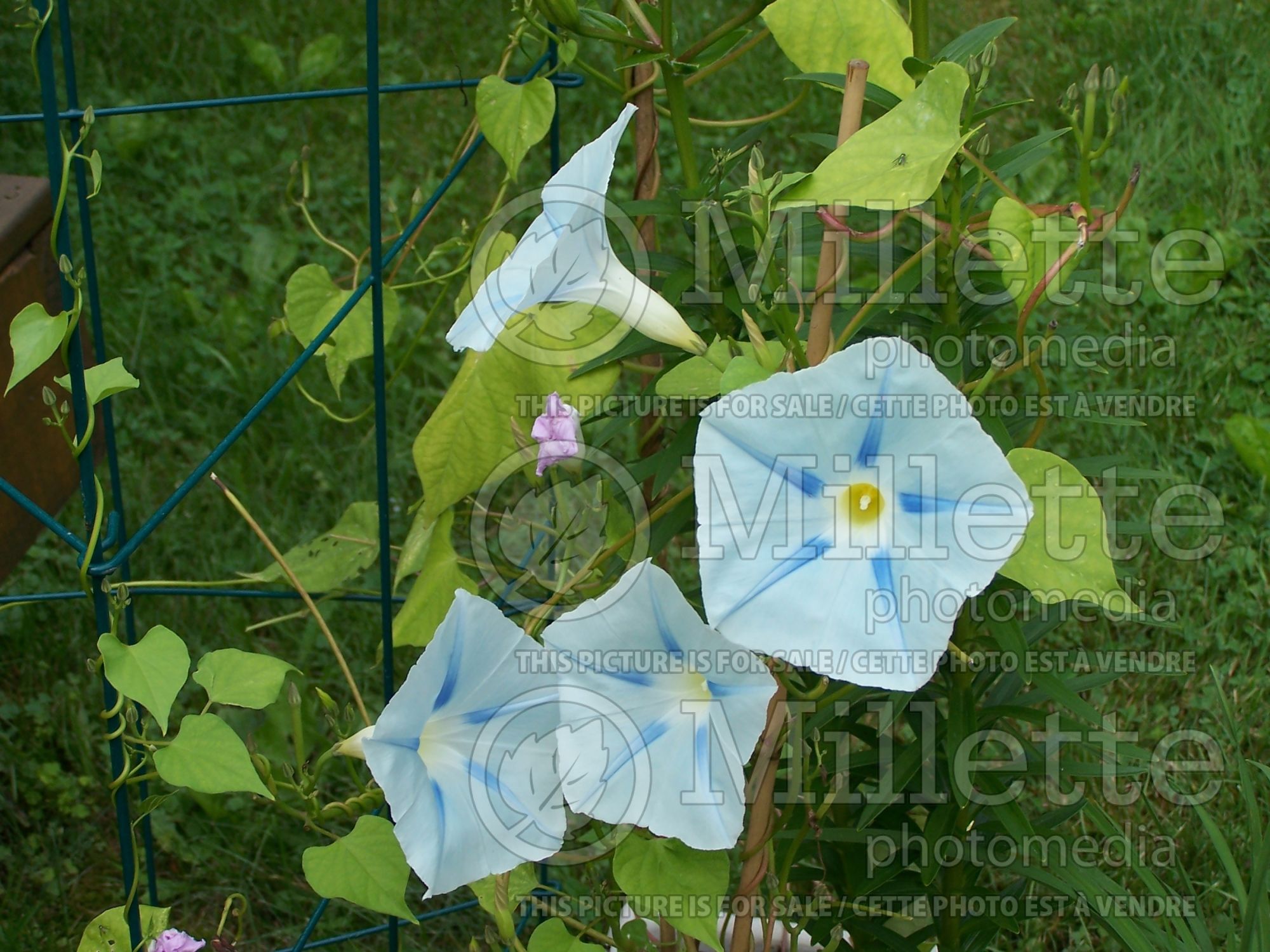 Ipomoea Blue Star (Morning glory) 1