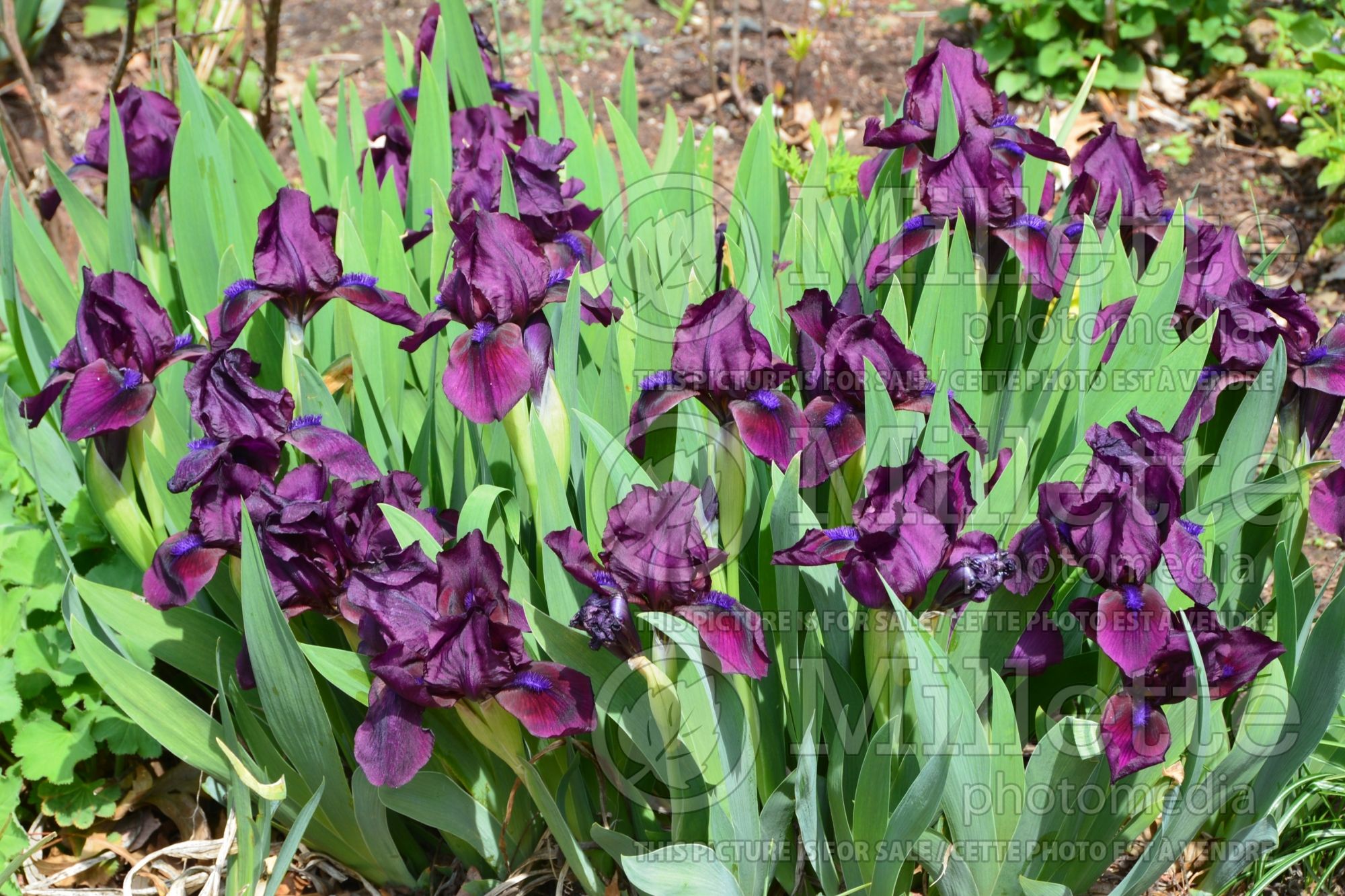 Iris Blueberry Sweetie (Iris germanica, Bearded Iris) 1