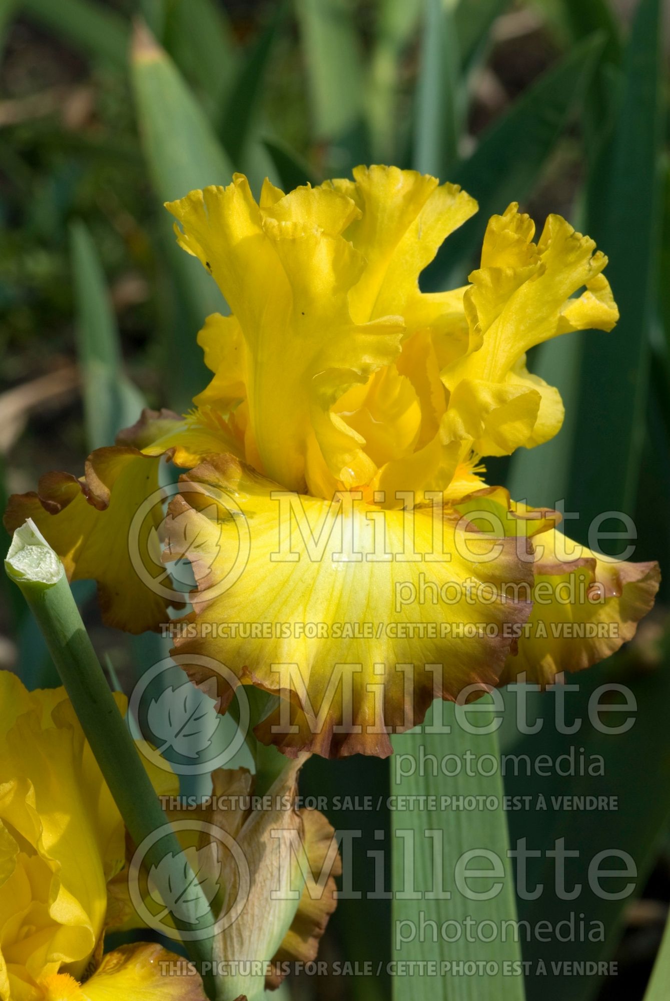 Iris Bold Vision (Iris germanica, Bearded Iris) 1