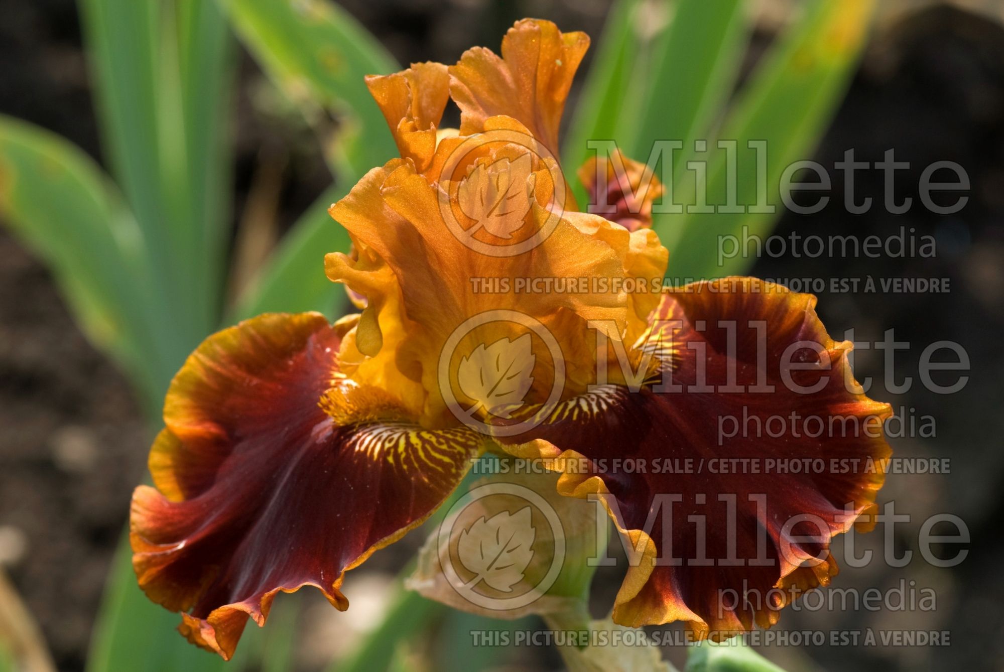 Iris Copatonic (Tall bearded iris) 1