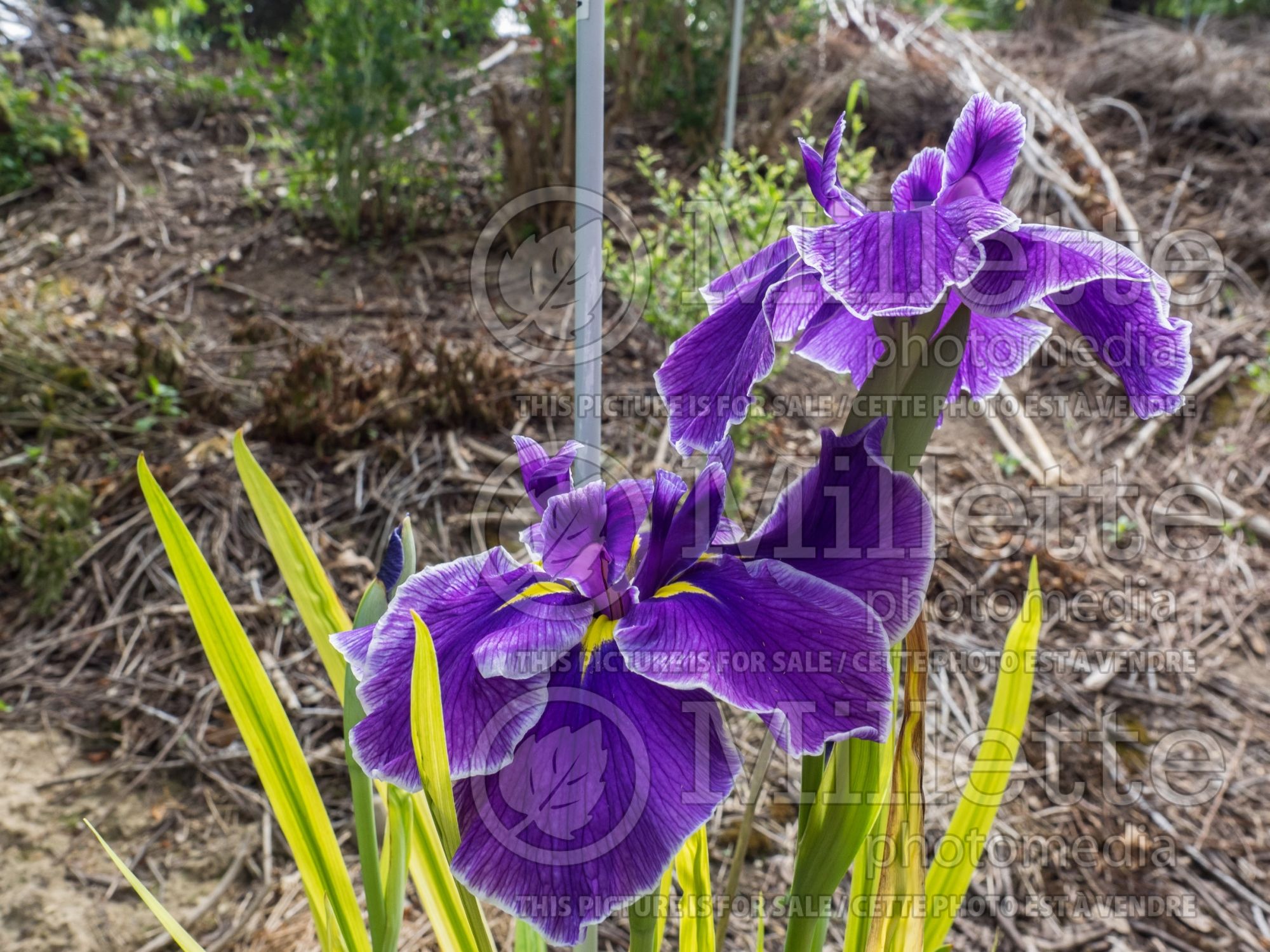 Iris Crystal Halo (Japanese Flag, Russian Iris) 5