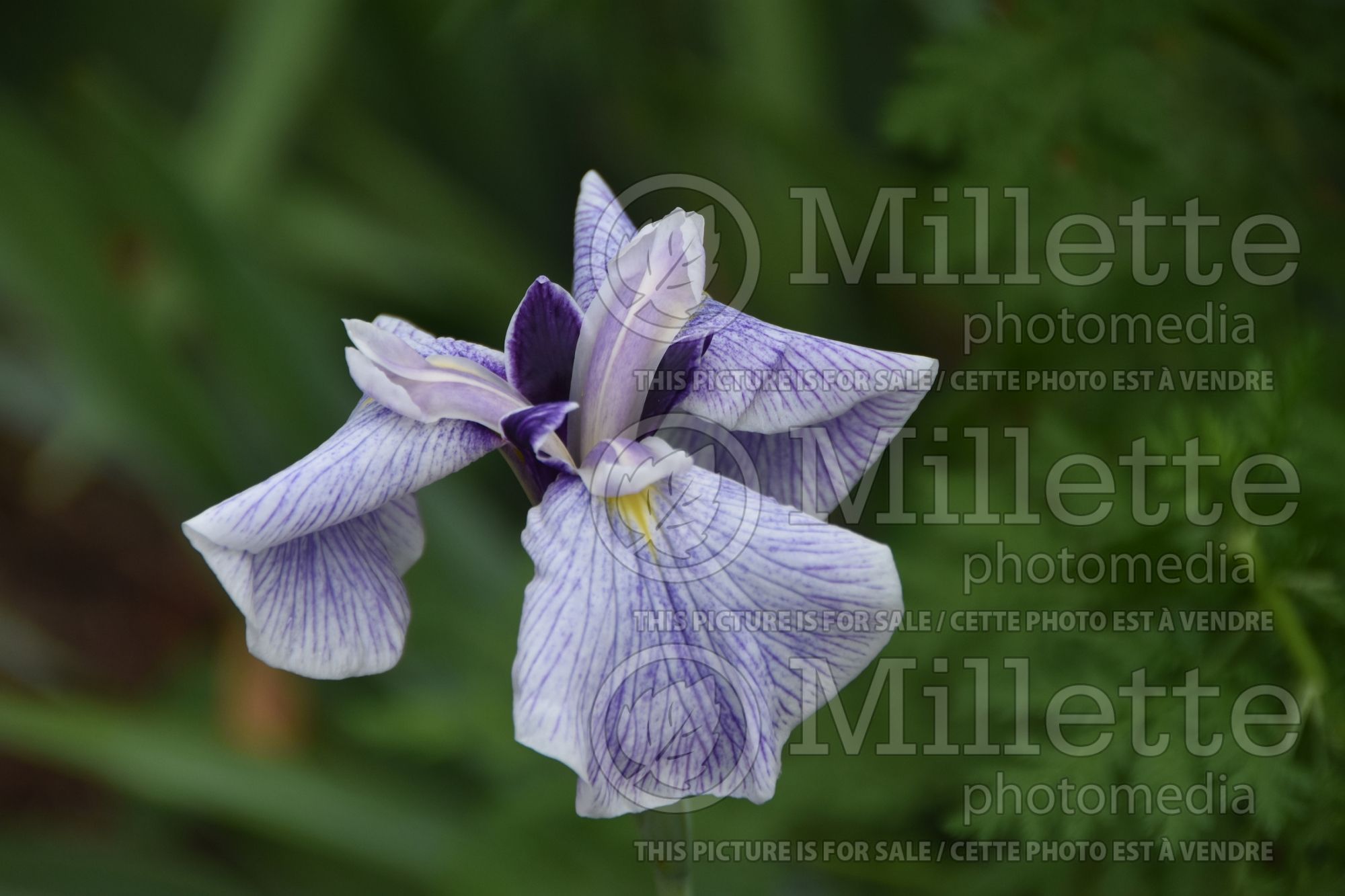Iris Fortune (Japanese Flag, Russian Iris) 1