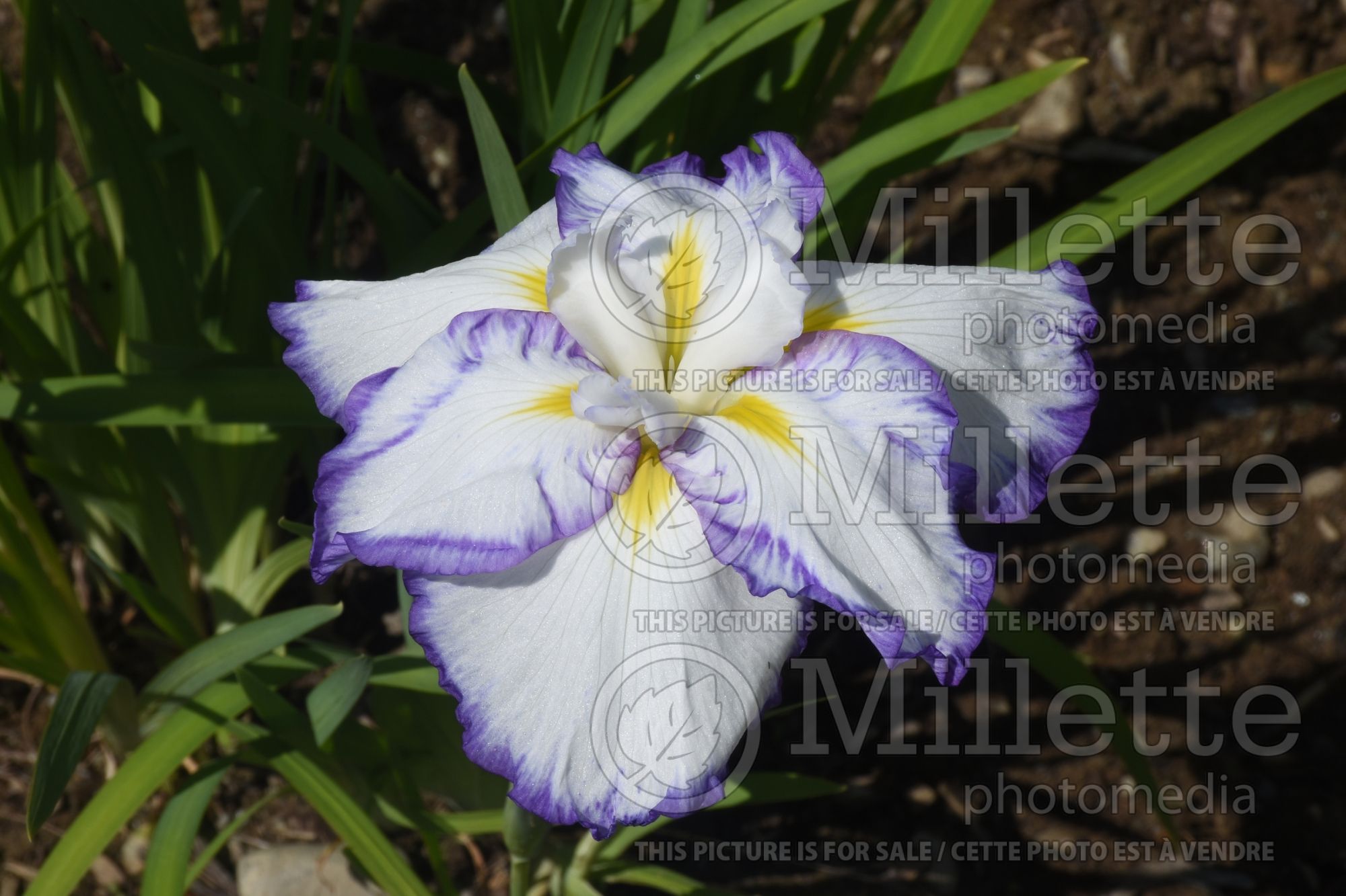 Iris Light at Dawn (Japanese Flag, Russian Iris) 1