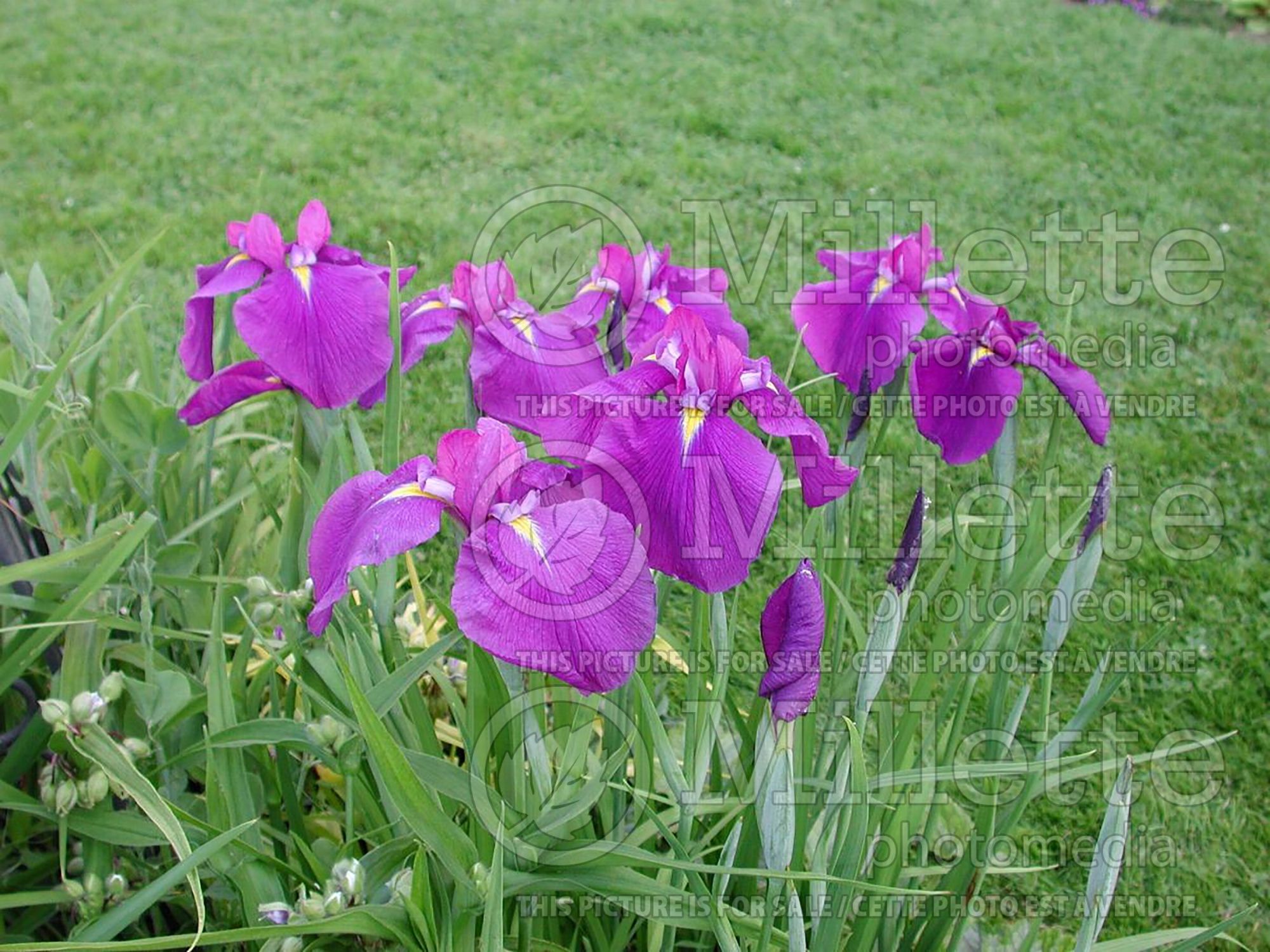 Iris Ruby King (Japanese Flag, Russian Iris) 1