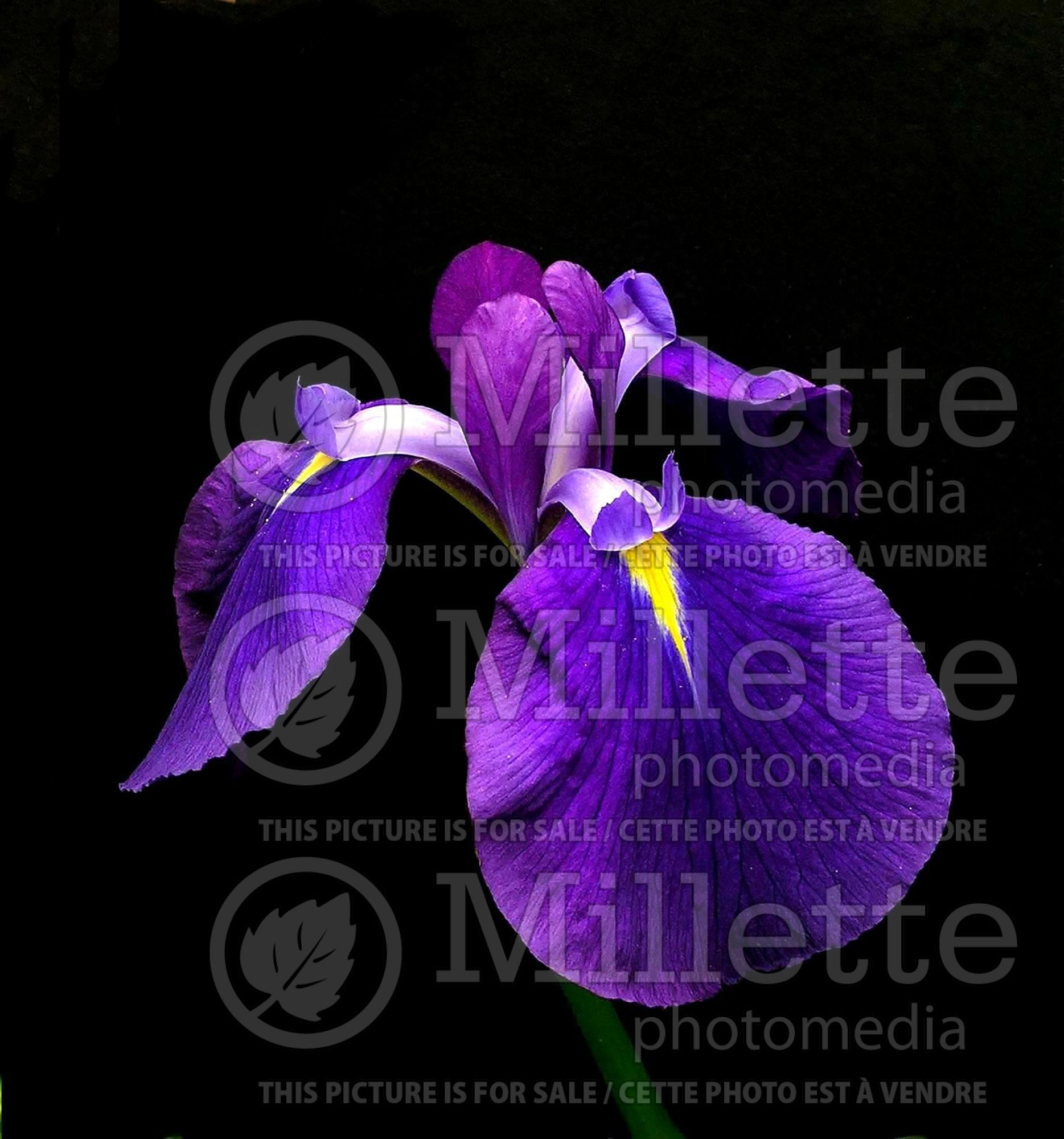 Iris Ruby King (Japanese Flag, Russian Iris) 2