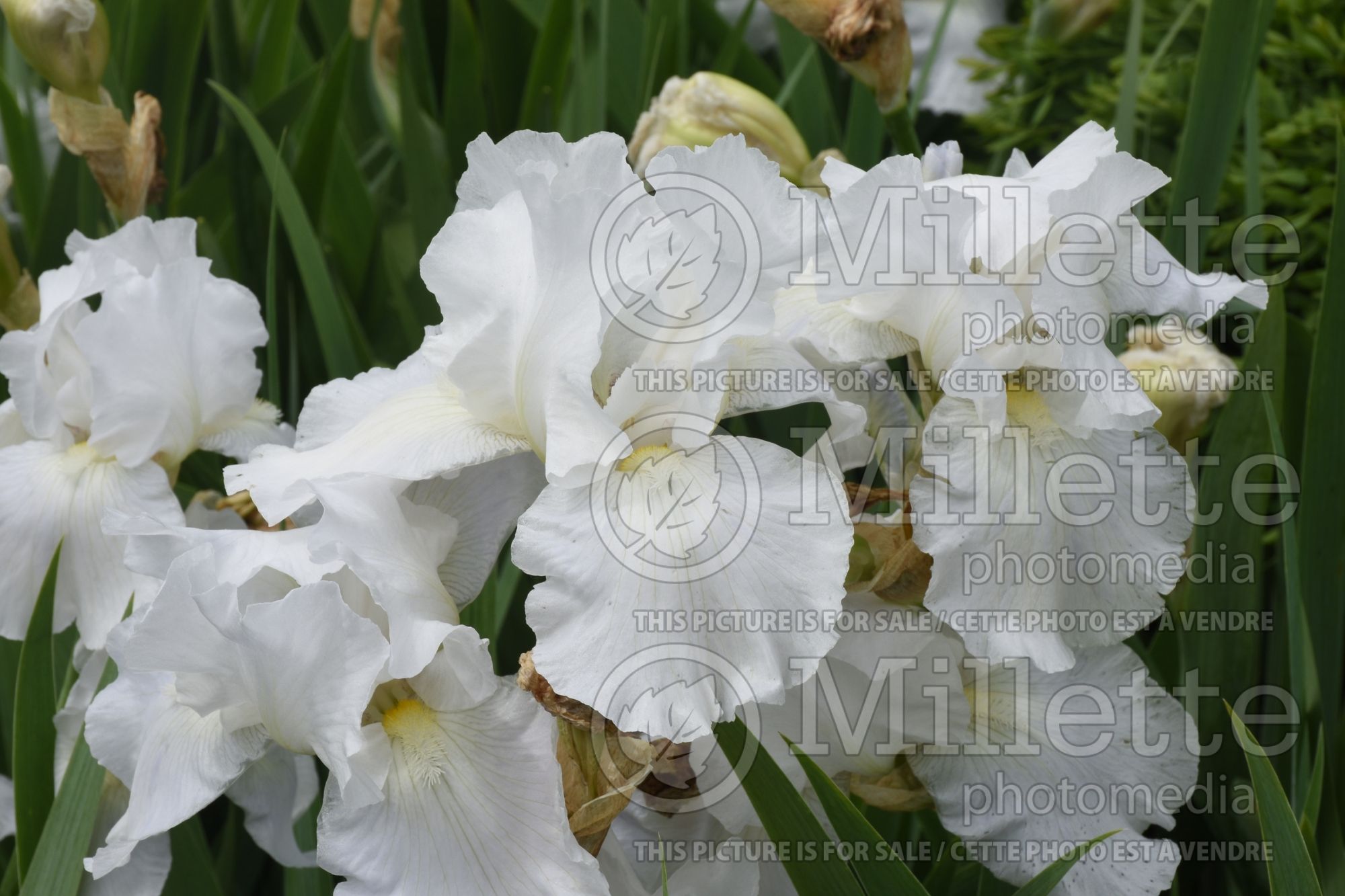 Iris Immortality (Iris germanica, Tall Bearded) 4