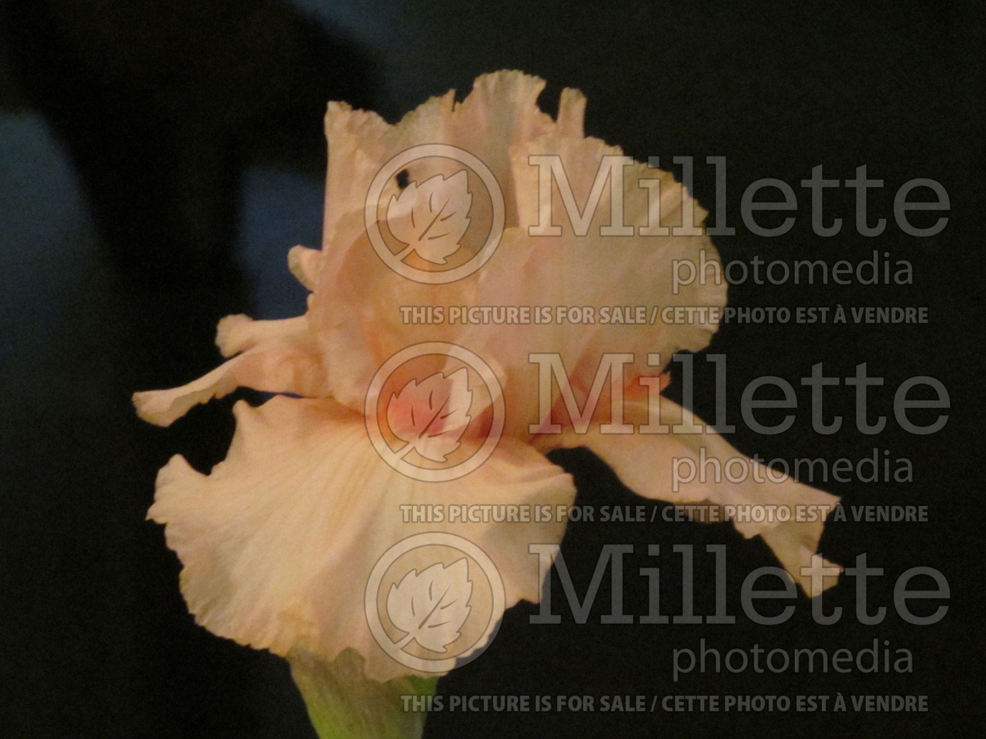 Iris October Splendor (Iris germanica, Border Bearded Iris) 4