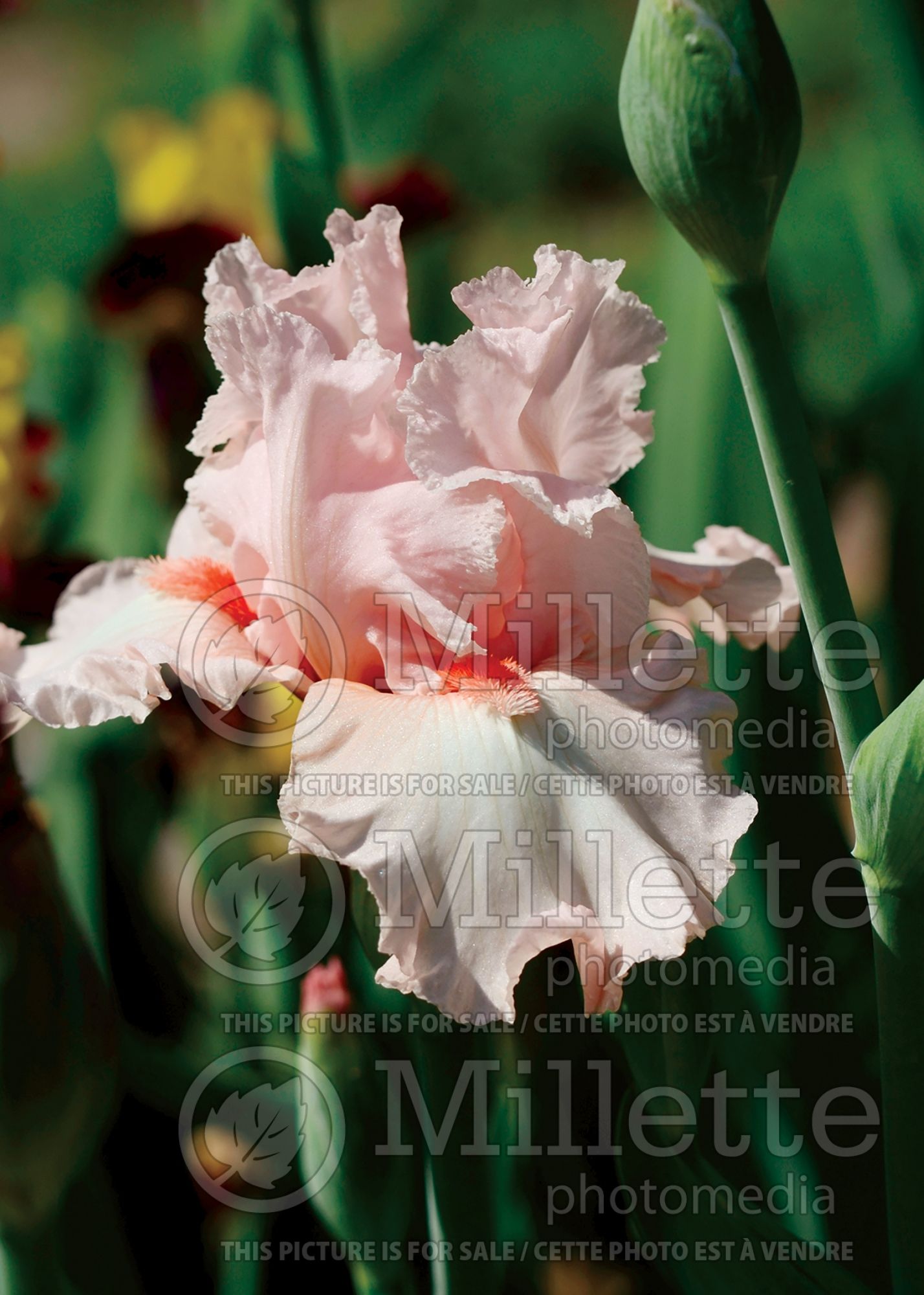 Iris October Splendor (Iris germanica, Border Bearded Iris) 5