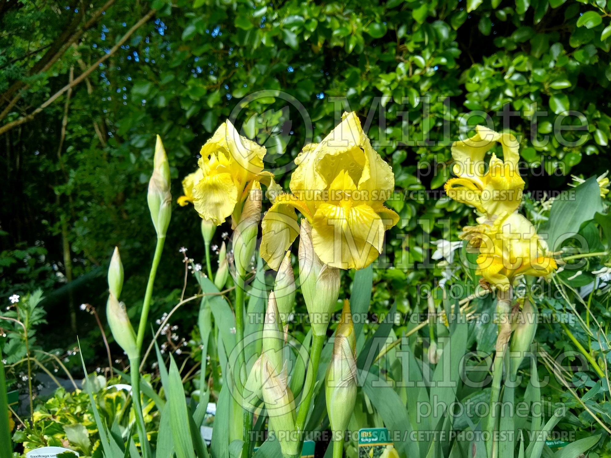 Iris Sangreal (Iris germanica, Bearded Iris) 1