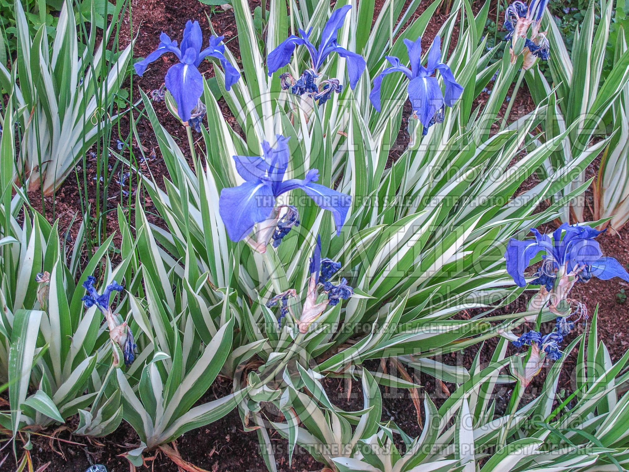 Iris Variegata (Japanese water Iris) 2