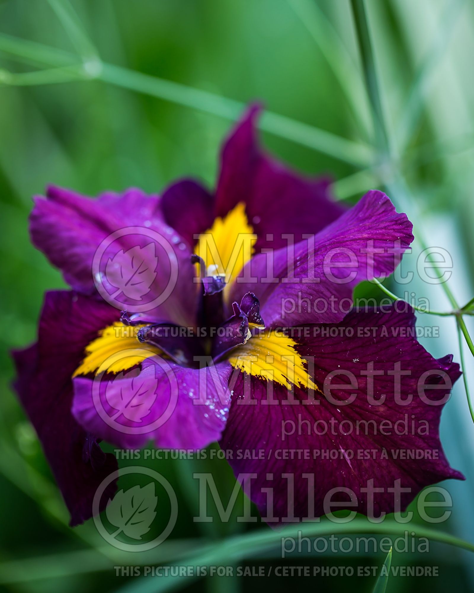 Iris Ann Chowning (Iris louisiana) 2