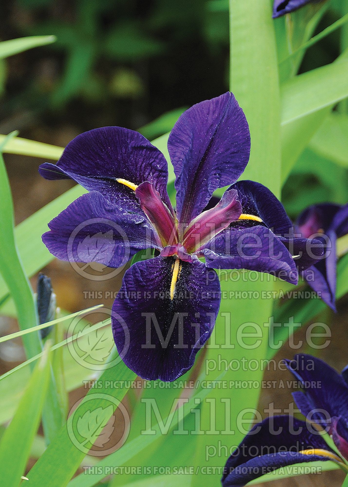 Iris Black Gamecock (Iris louisiana) 3