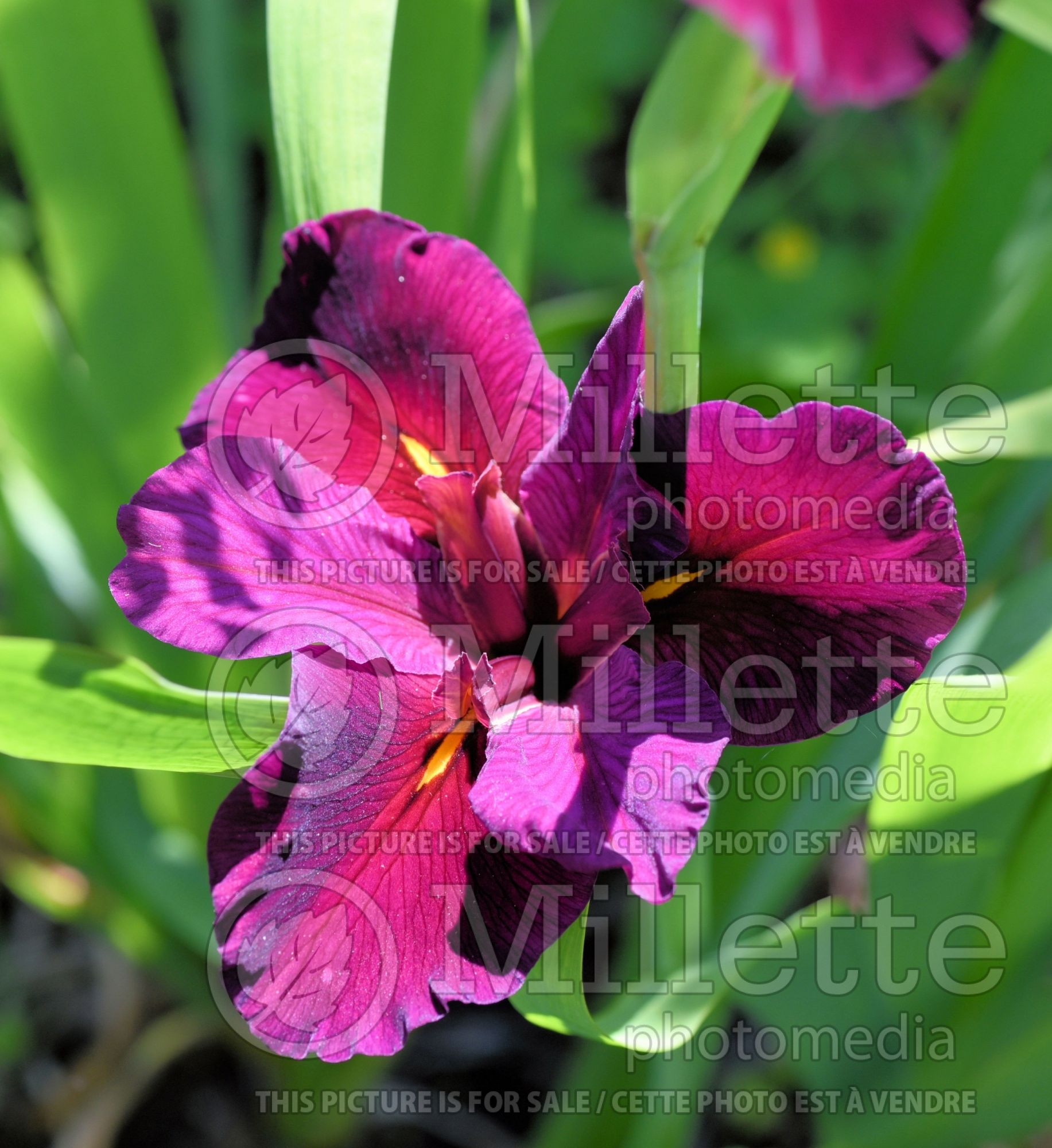 Iris Red Velvet Elvis (Iris louisiana) 1