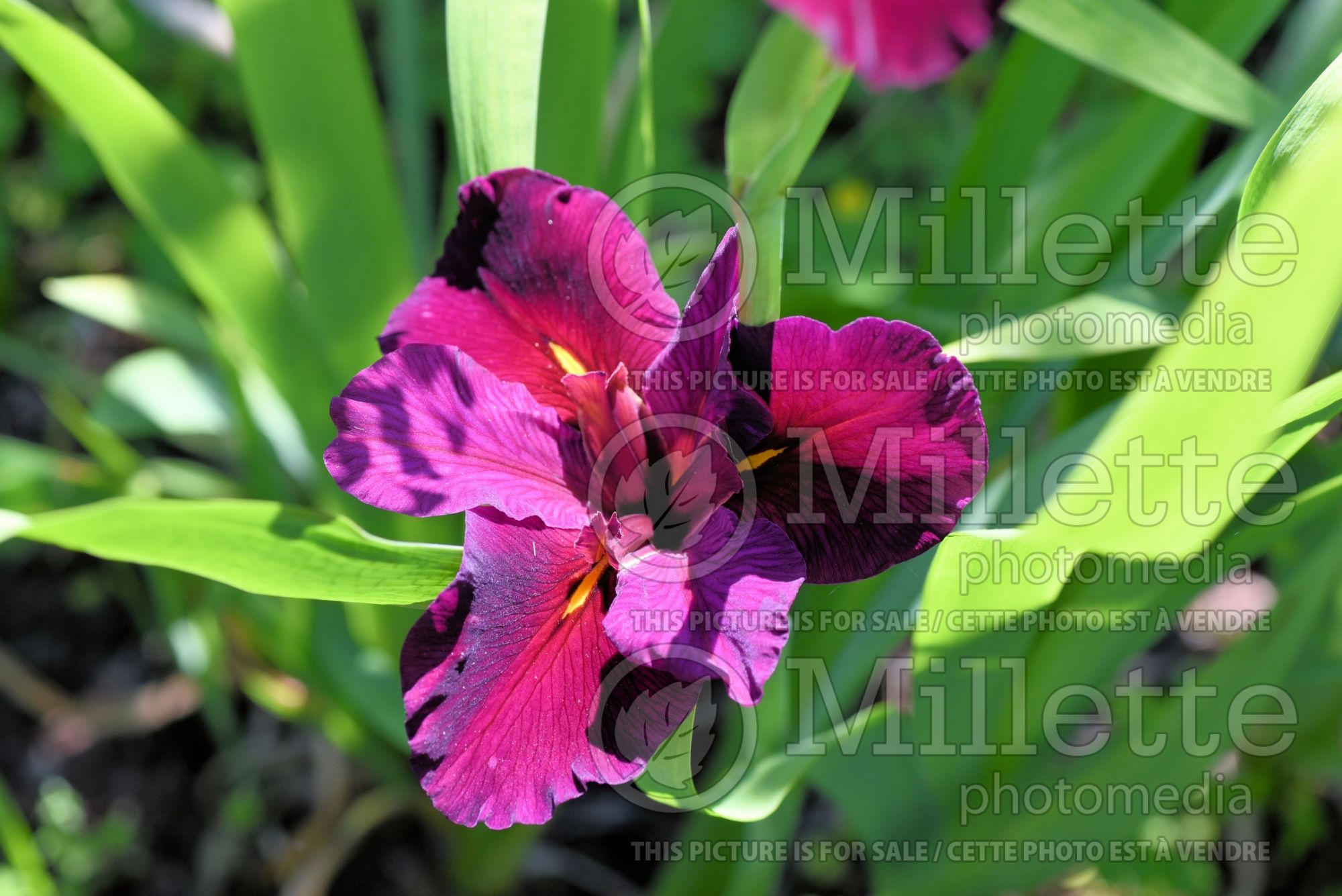 Iris Red Velvet Elvis (Iris louisiana) 2