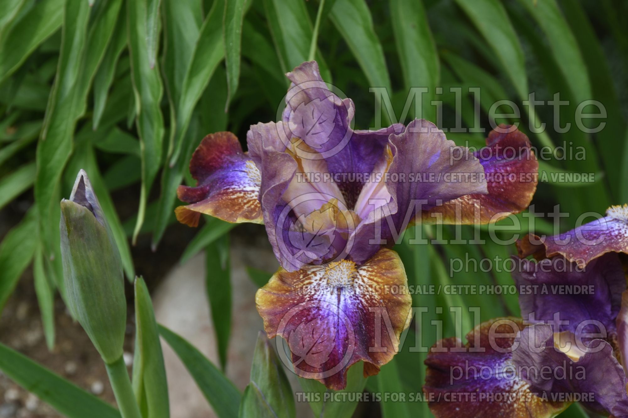 Iris Magneto (standard dwarf bearded iris) 1