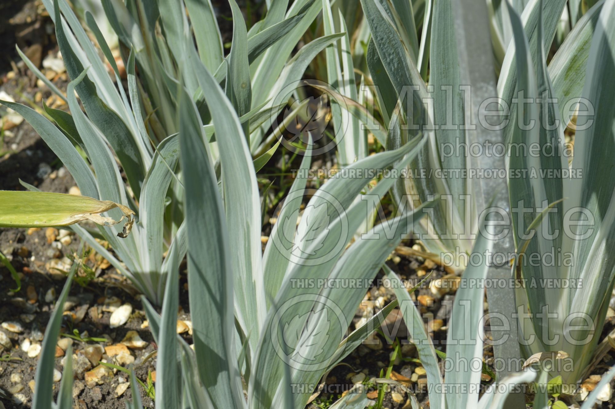 Iris Argentea Variegata (Zebra Iris) 7