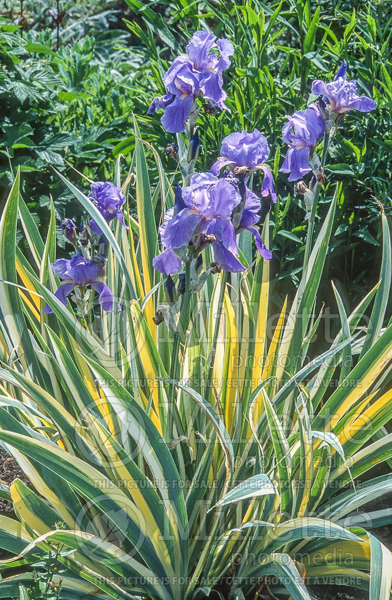 Iris Variegata (Iris) 5