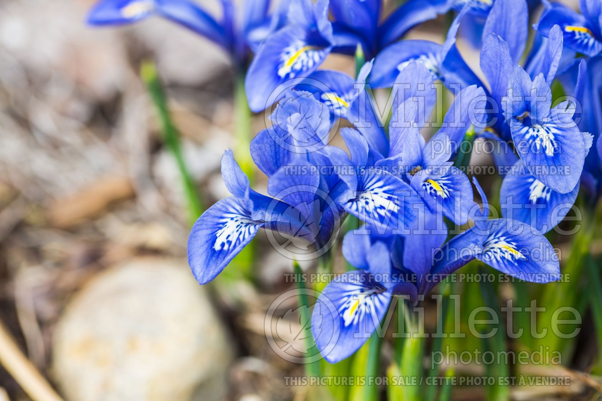 Iris Alida (Iris) 1