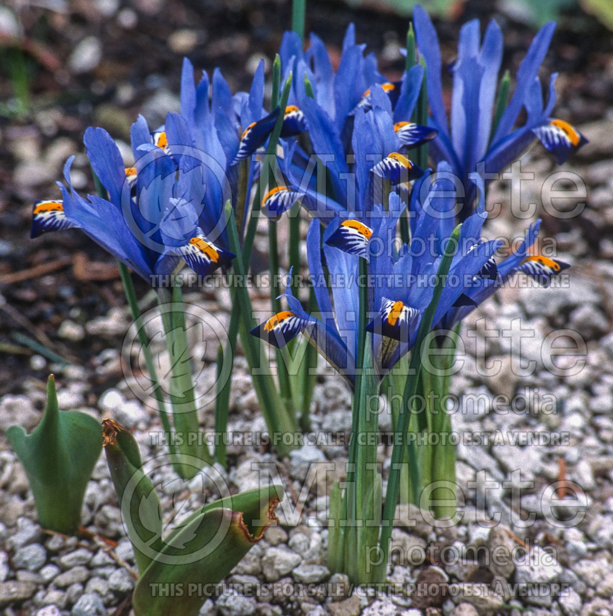 Iris Cantab (Iris reticulata) 1