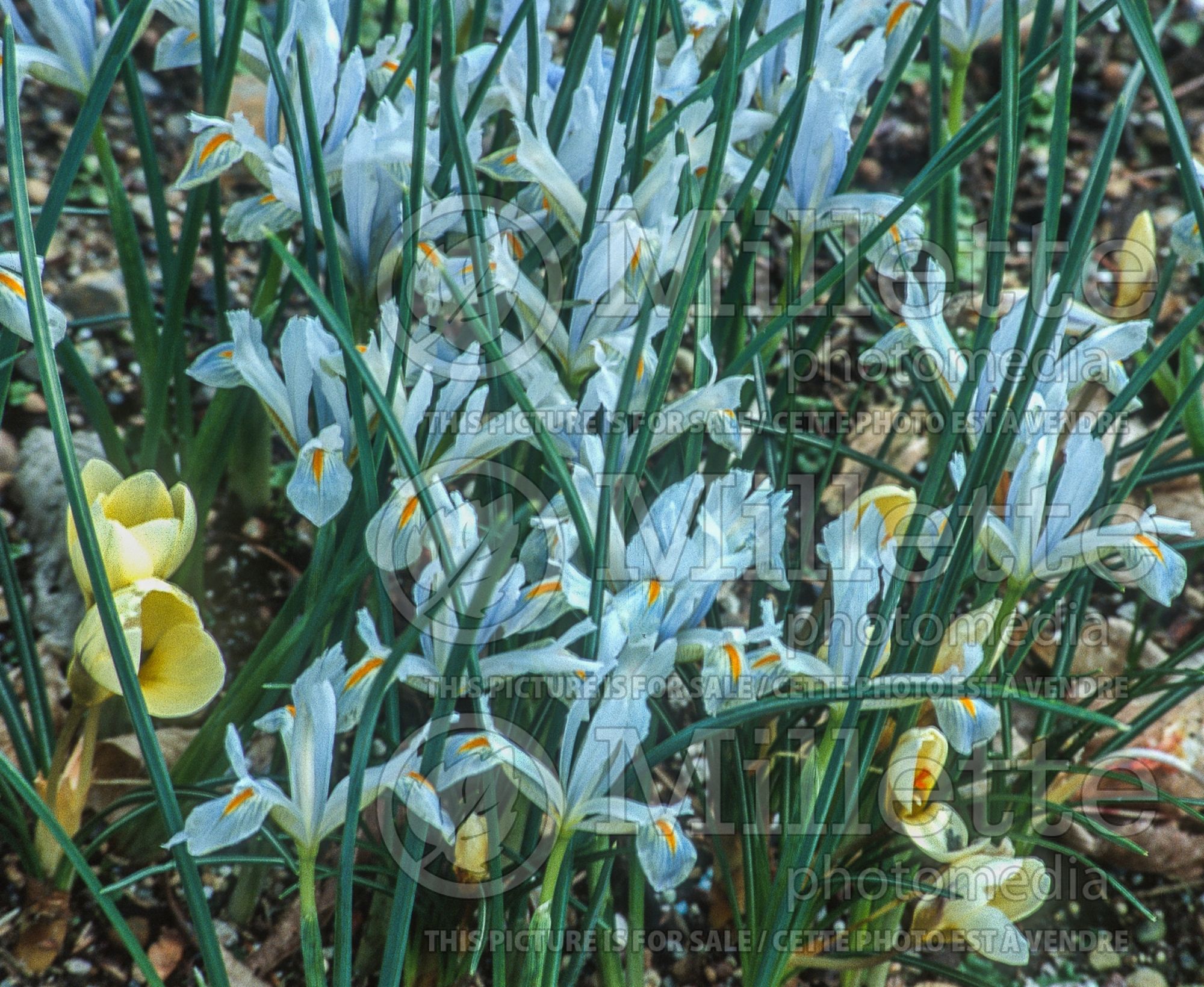 Iris Natascha (Iris) 1