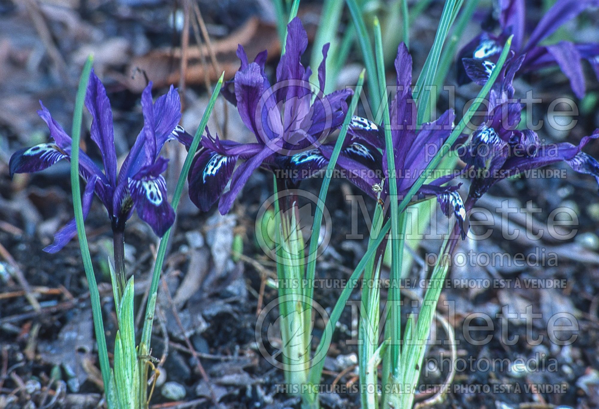 Iris Pauline (Iris) 1