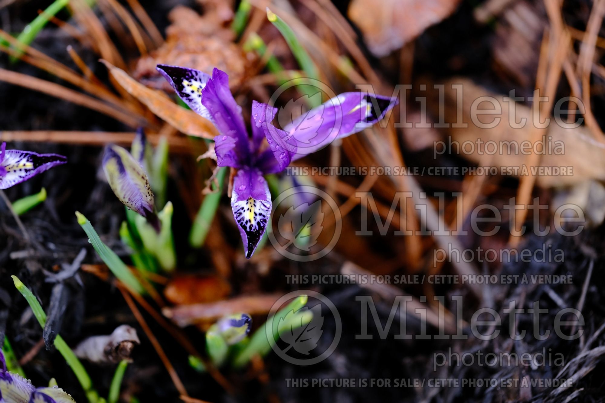 Iris Spot On (Iris) 1