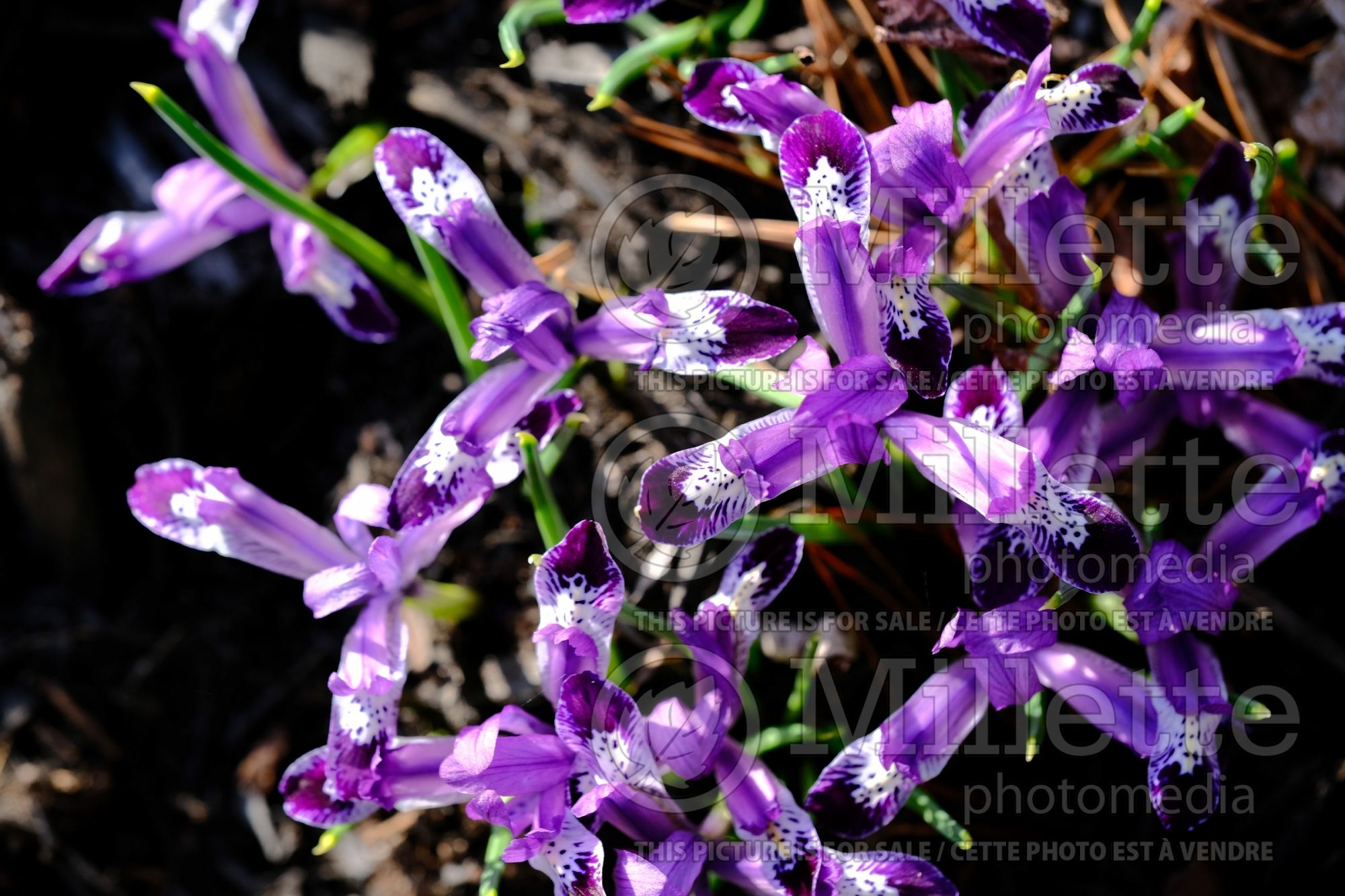 Iris Spot On (Iris) 2
