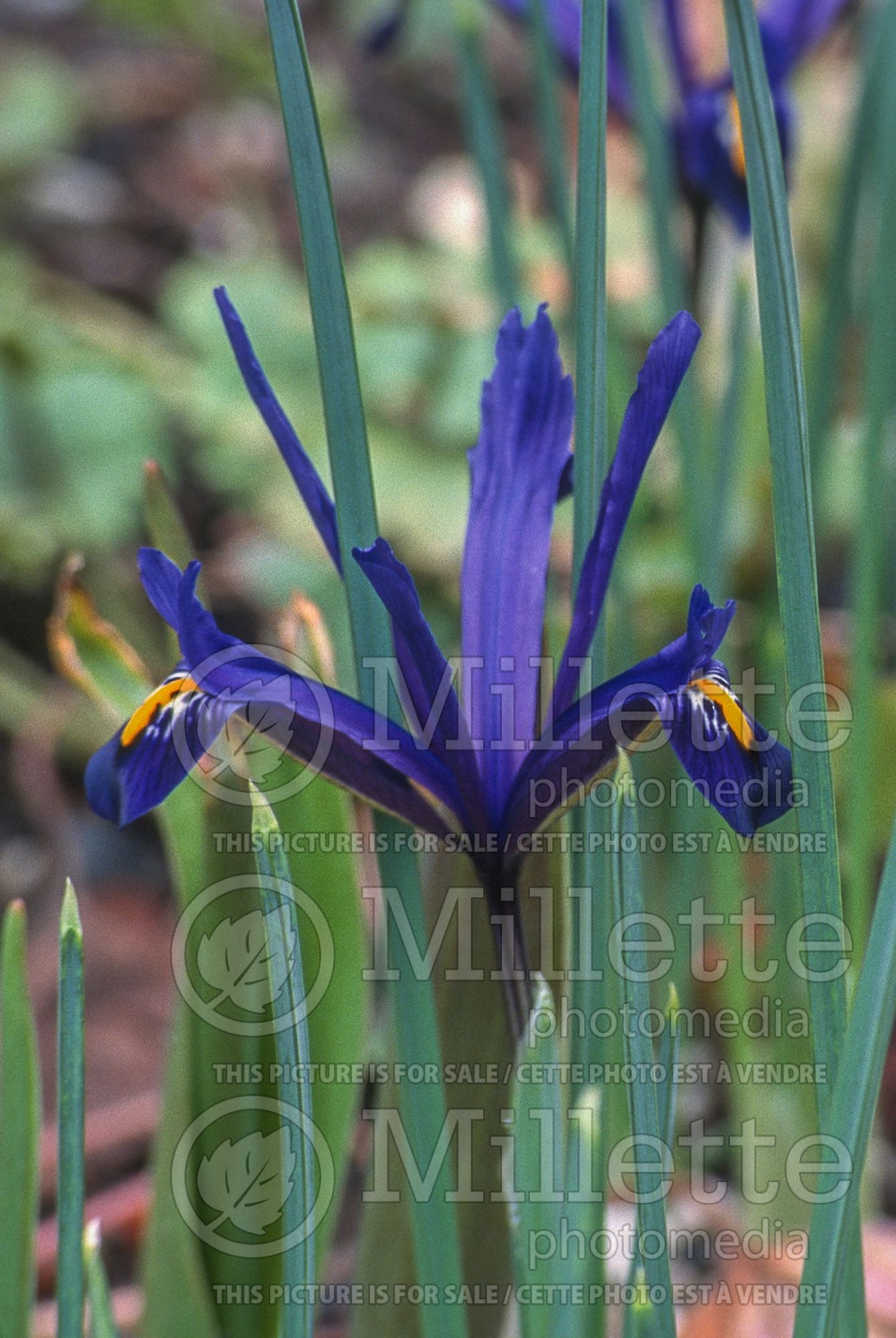 Iris Violet Beauty (Iris reticulata) 2