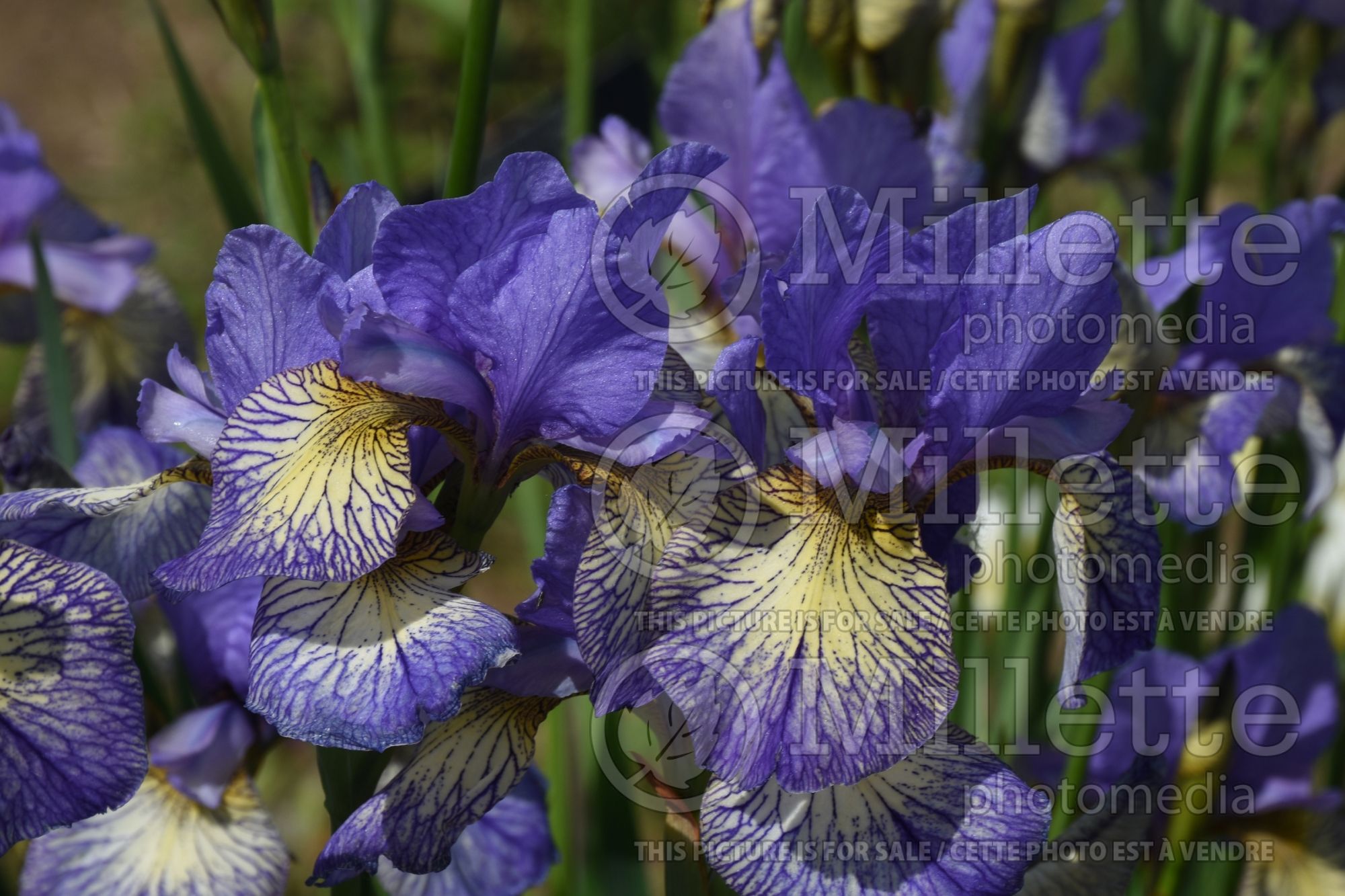 Iris Banish Misfortune (Siberian Iris) 1