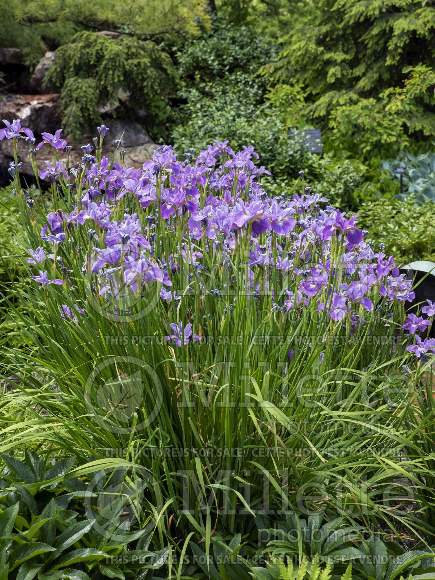 Iris China Rose Bauble (Iris Siberian) 1