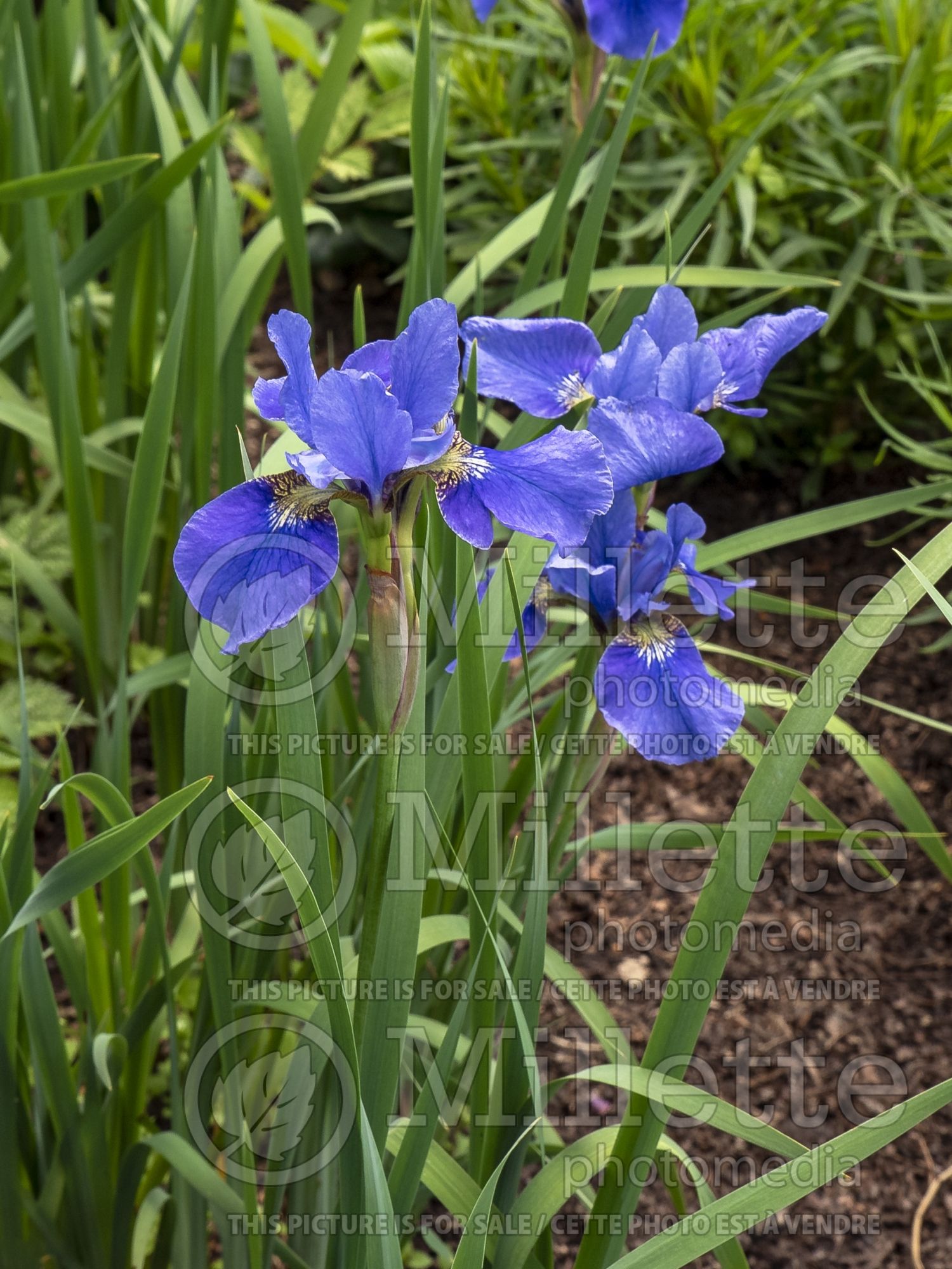 Iris Orville Fay (Siberian Iris) 1