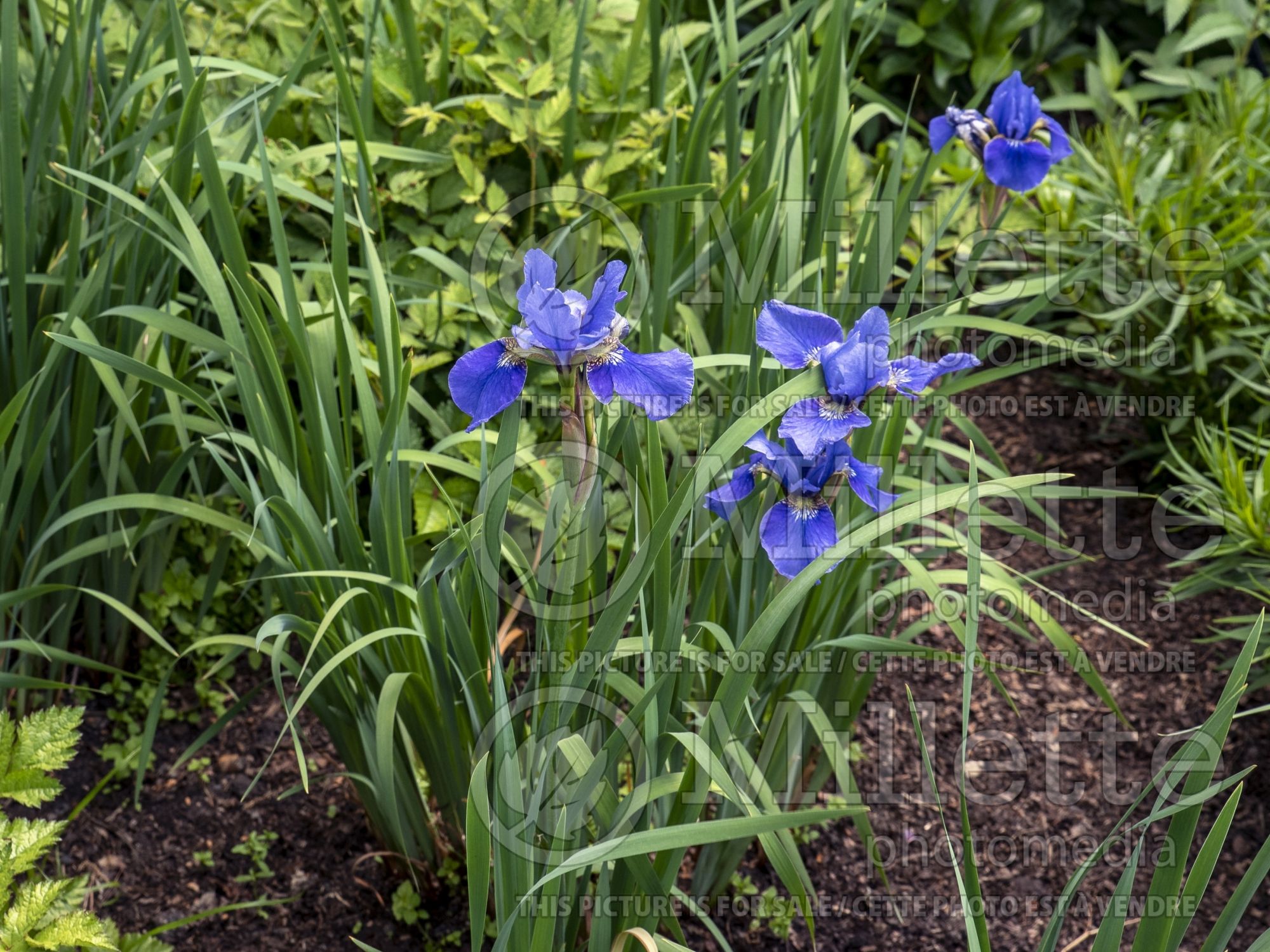 Iris Orville Fay (Iris Siberian) 2