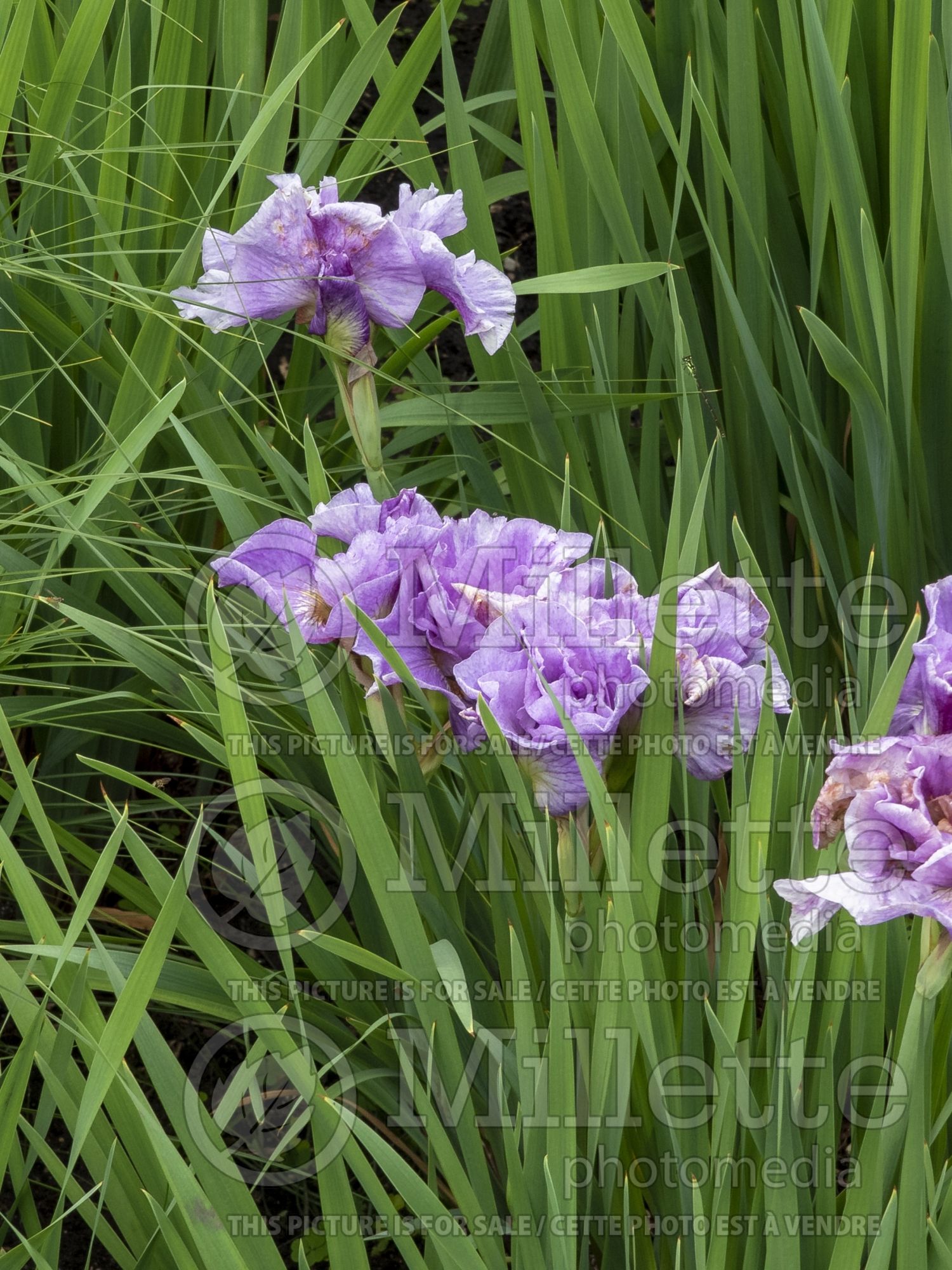 Iris Pink Parfait (Iris Siberian) 1