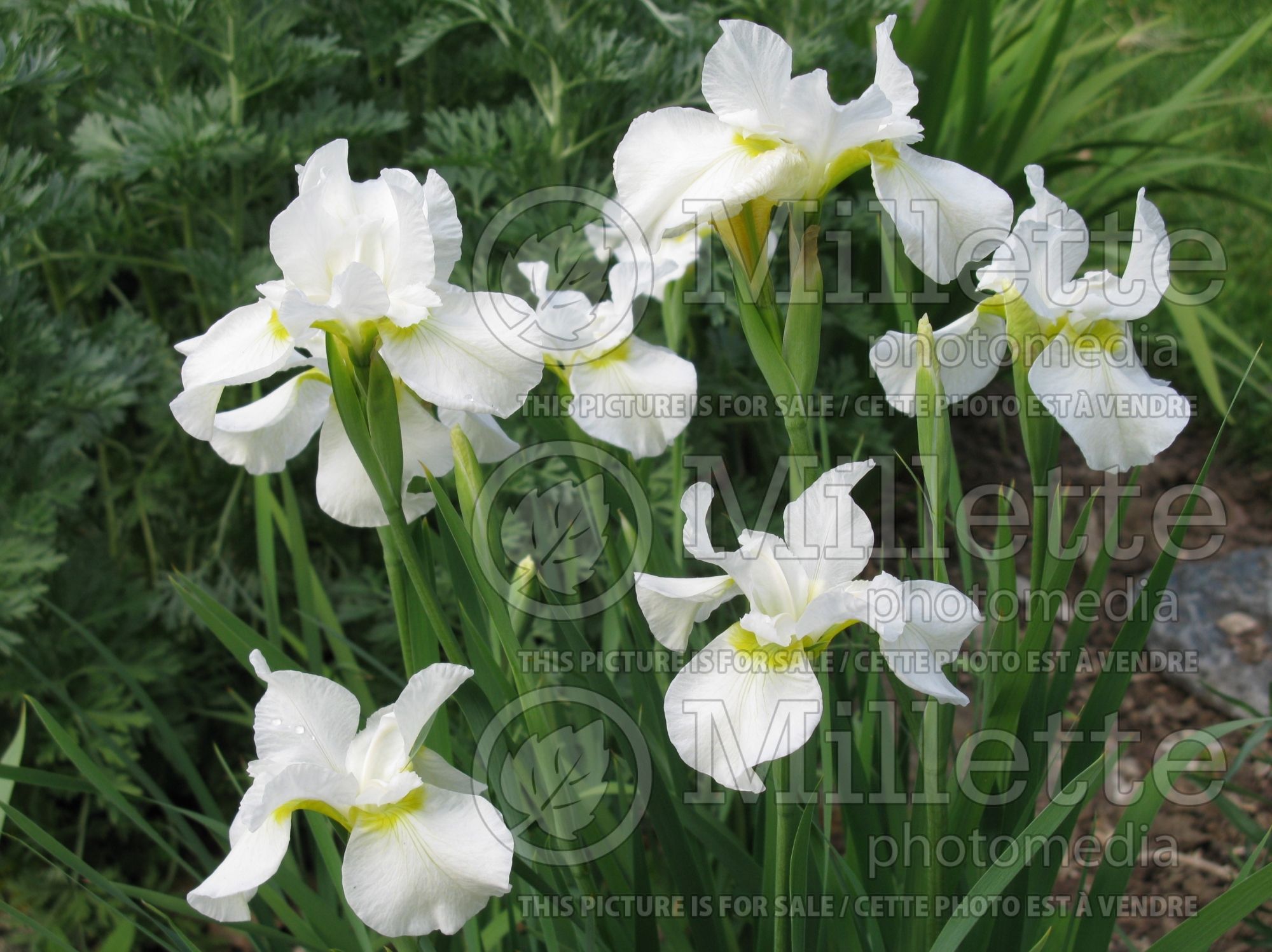 Iris White Swirl (Iris Siberian) 7