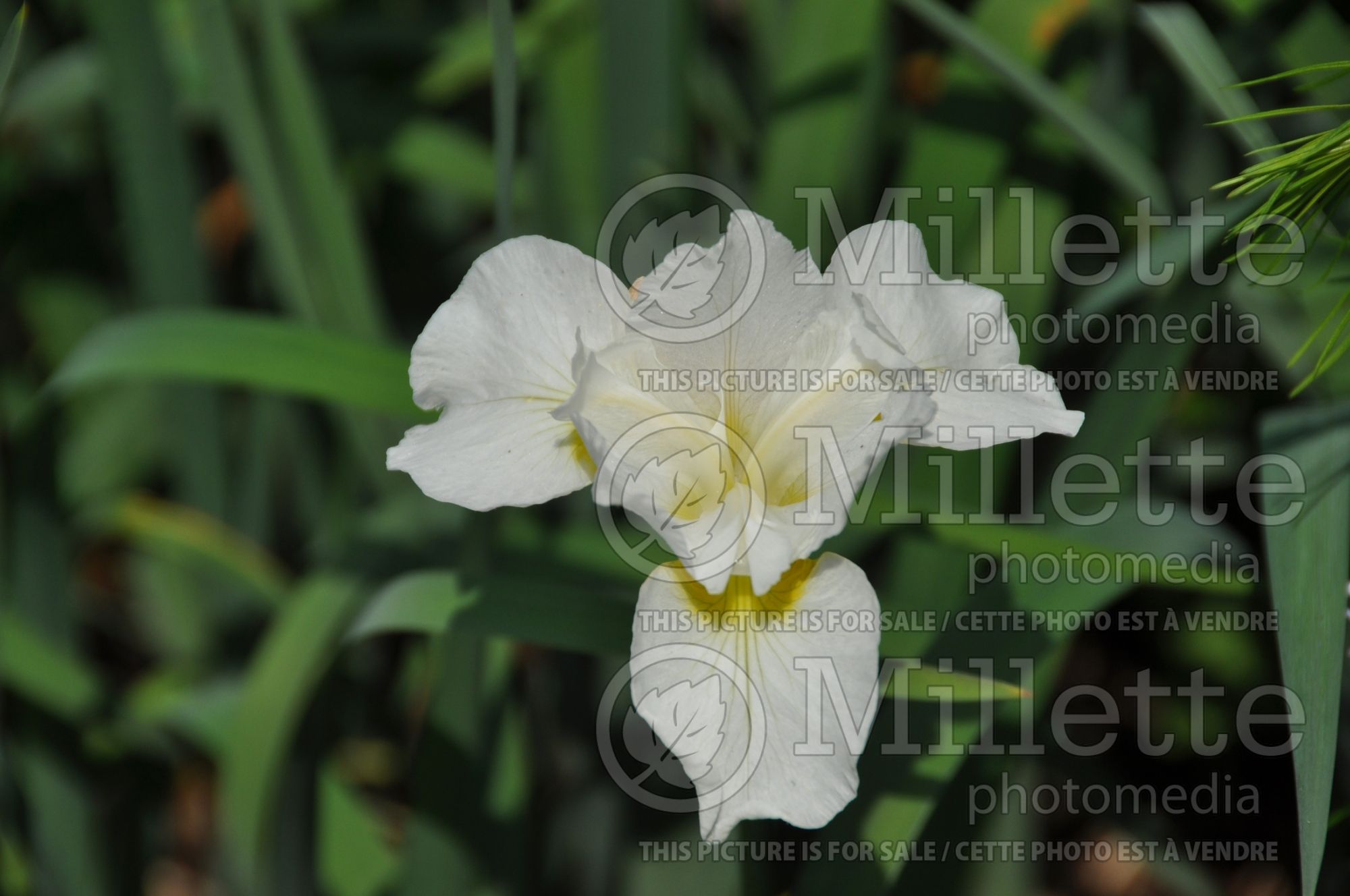 Iris White Swirl (Iris Siberian) 4