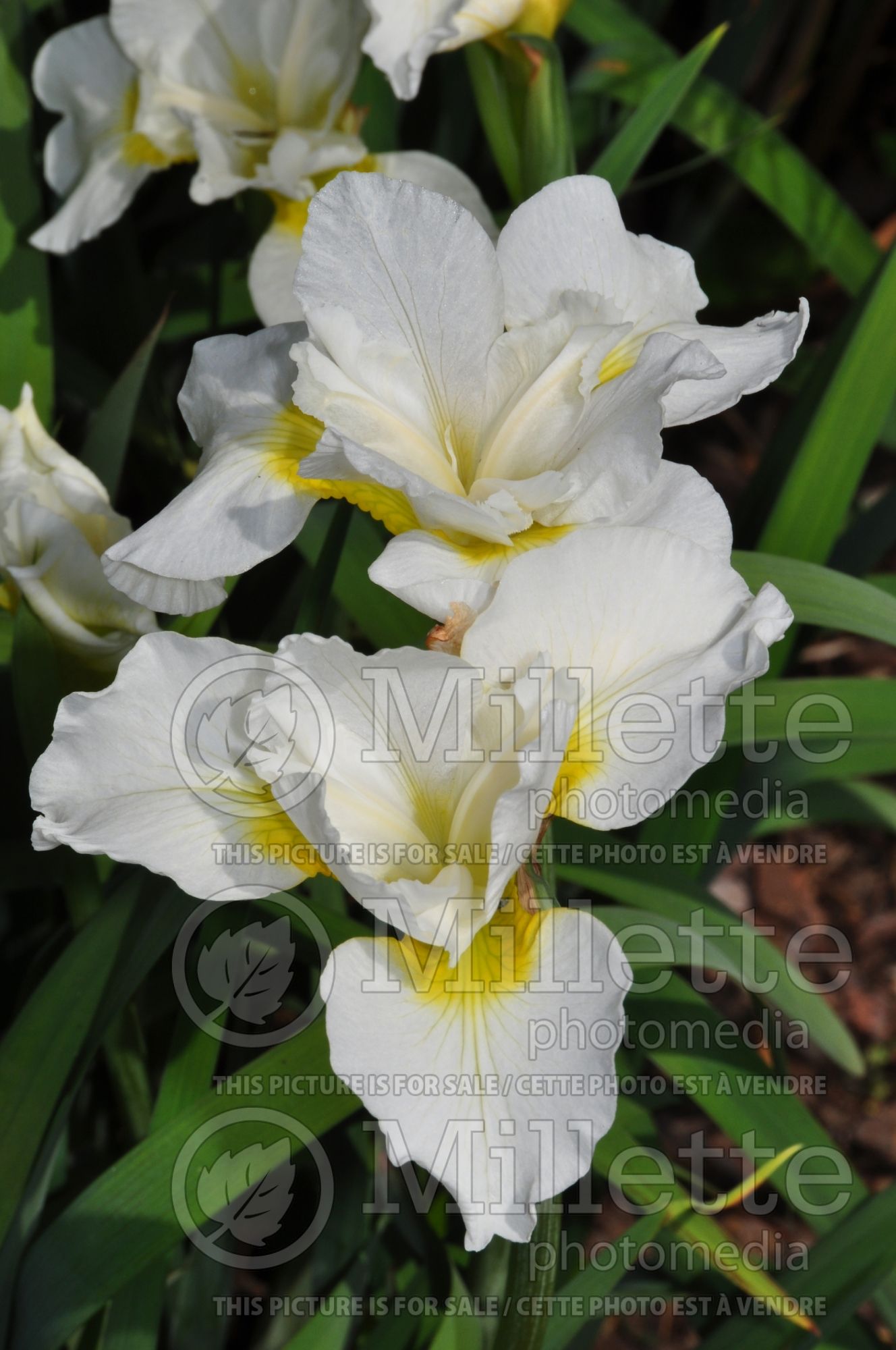 Iris White Swirl (Iris Siberian) 6