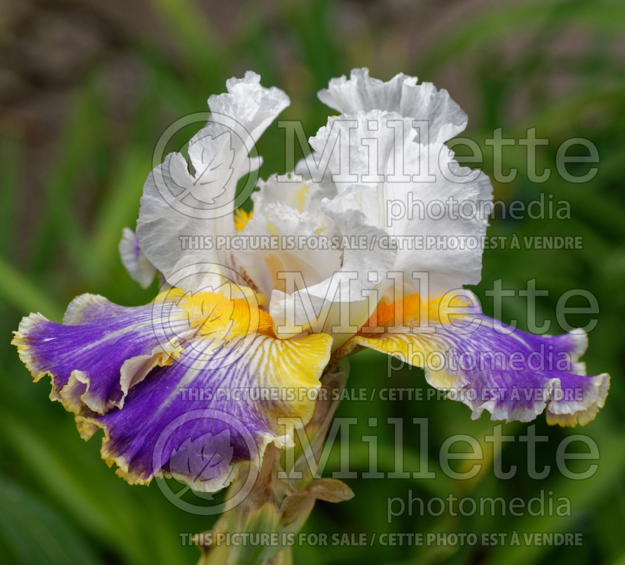 Iris Wild Angel (Iris germanica, Tall Bearded) 2