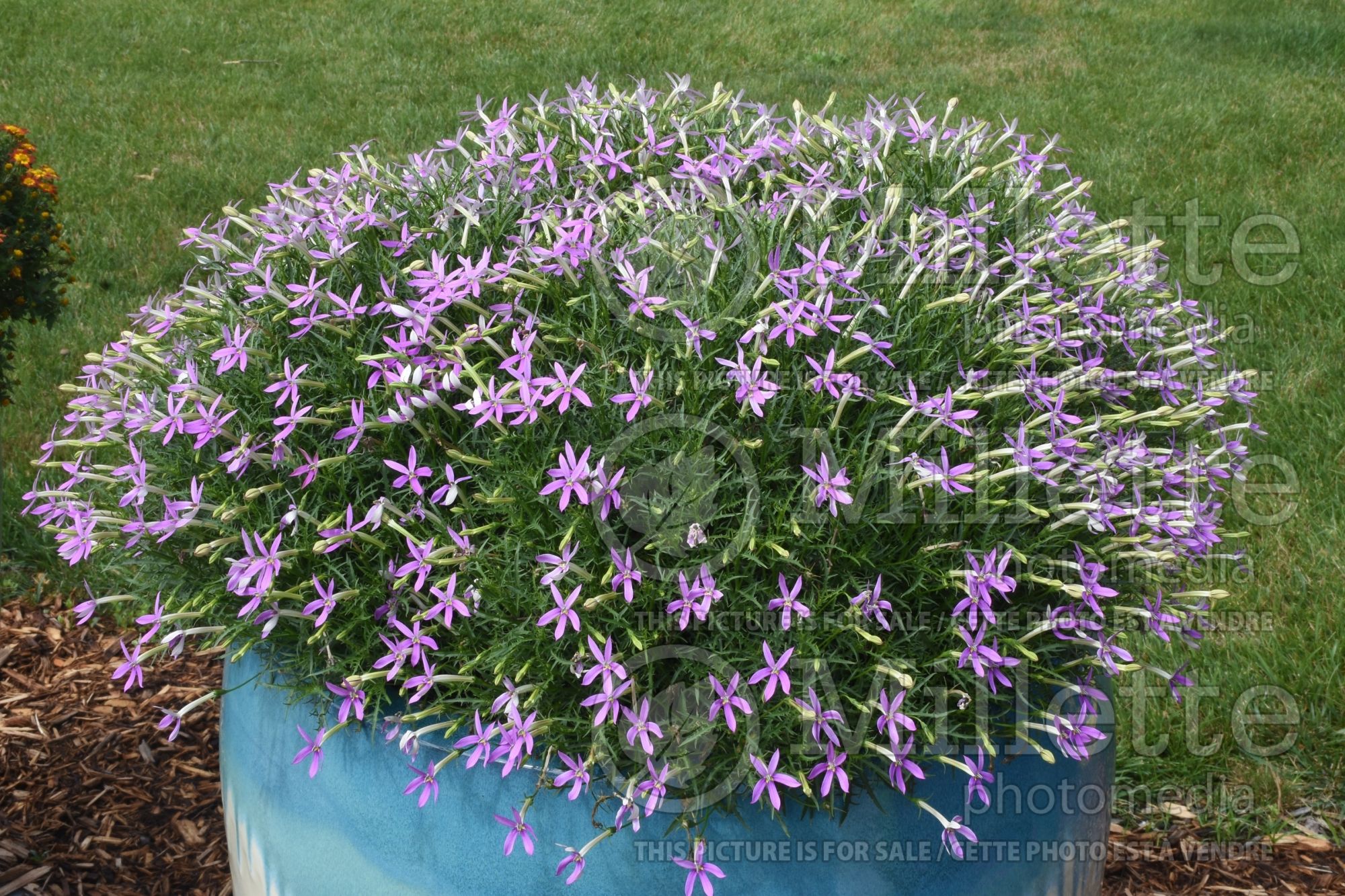 Isotoma aka Laurentia Patti’s Pink (Star flower Laurentia) 1