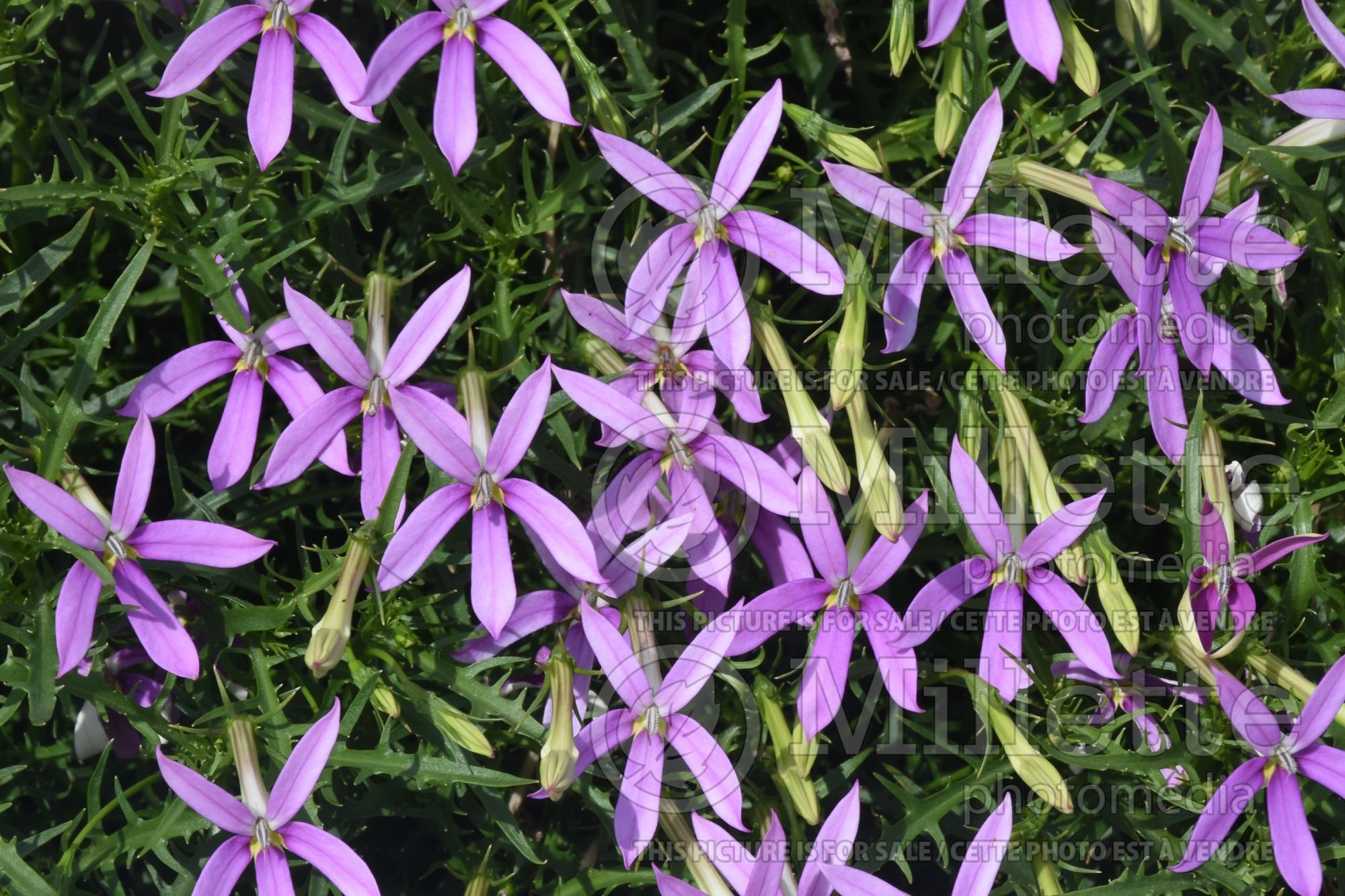 Isotoma aka Laurentia Patti’s Pink (Star flower Laurentia) 2