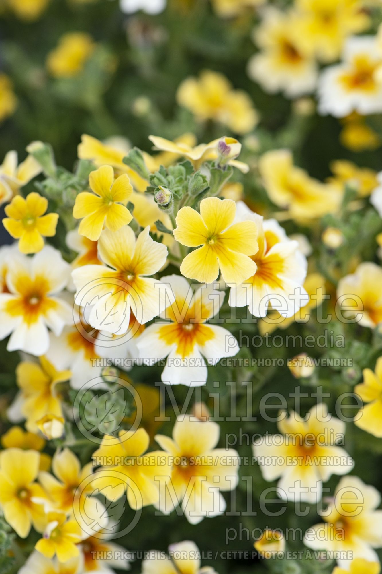 Jamesbrittenia Goldstar (Bacopa) 3
